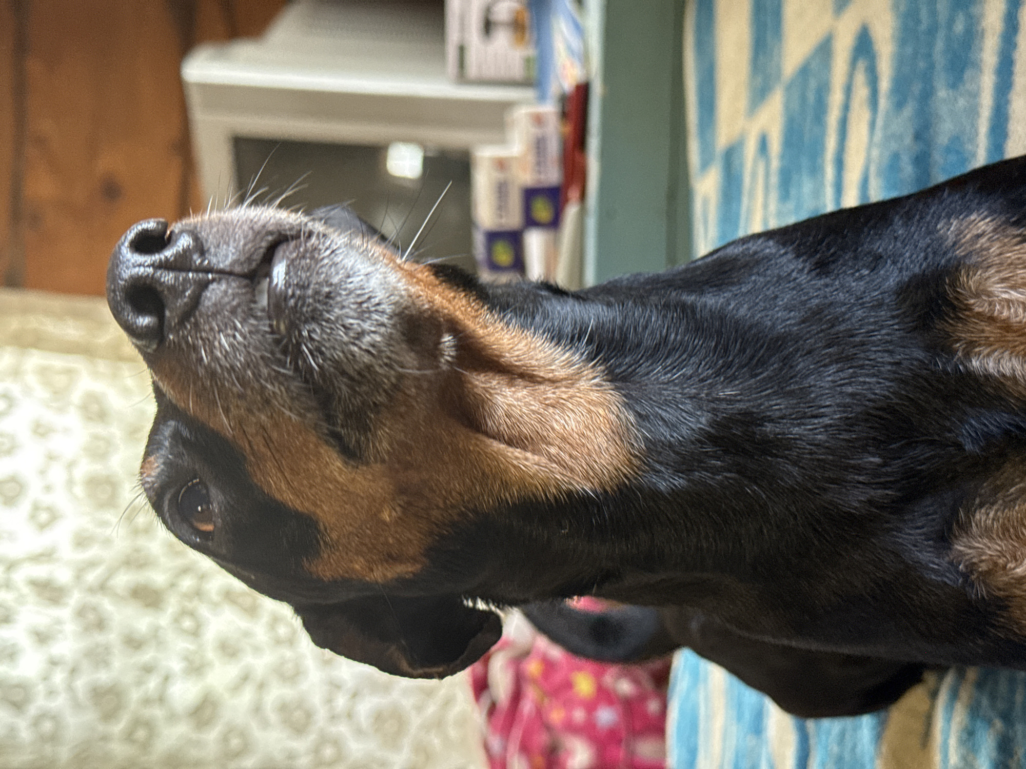 A close-up, low-angle shot captures a Dachshund dog's face as it looks upwards. The dog's black fur is visible on its head, ears, and body, contrasted with tan markings on its muzzle and throat. Its dark eyes are open, and its snout, with visible whiskers, is directed upwards. In the background, a textured, cream-colored curtain hangs on the left, while on the right, a blurred white object, possibly a television or monitor, is visible. Below that, several small, colorful boxes are stacked on a greenish surface. The foreground features a blue and white checkered blanket or rug. The overall impression is an indoor setting, likely a home. The image does not contain any information to suggest its location in Nizhnyaya Chermoda, Russia.