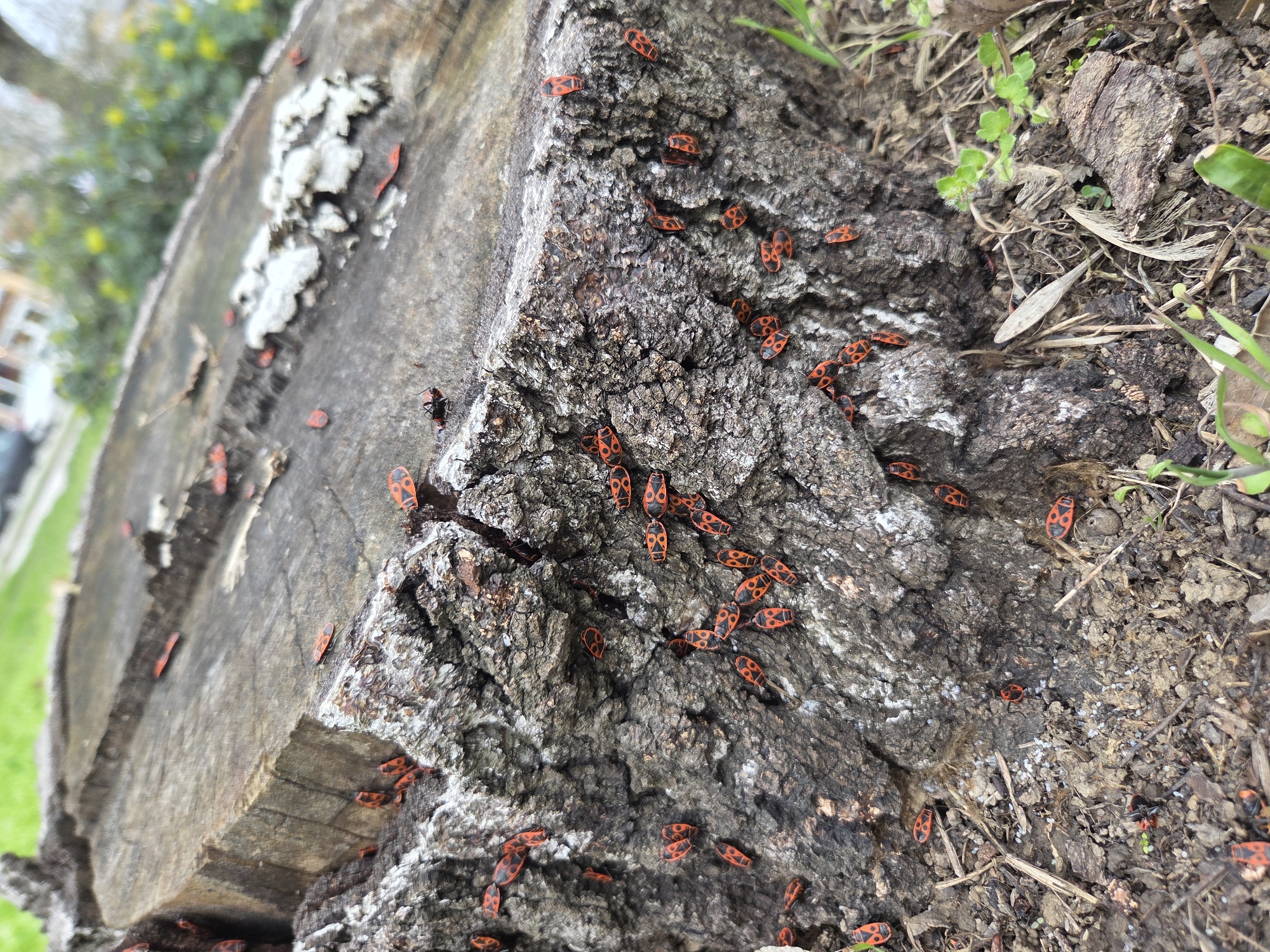 A close-up view shows a weathered tree stump populated with numerous firebugs. The stump's surface is rough and uneven, showing signs of decay. Patches of white fungus or lichen are visible on one side. The firebugs, characterized by their distinctive red and black markings, are scattered across the stump's surface. The immediate surrounding area consists of soil, dry leaves, and small plants, suggesting a natural setting.
I am unable to provide any details on the exact location of the image in Pleven, Bulgaria.