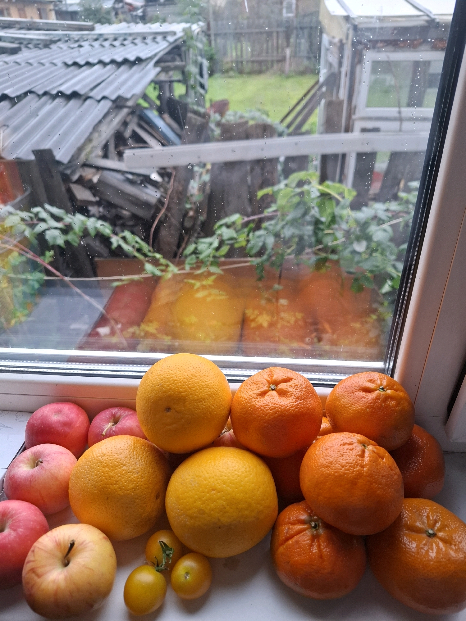 The image depicts a close-up, eye-level view of a collection of fruits, primarily oranges and apples, arranged on a windowsill. Behind the fruit, a window reveals an outdoor scene characterized by a somewhat dilapidated backyard. Visible are corrugated roofing, wooden structures, vegetation, and a fence. The windowpane itself shows numerous water droplets, suggesting it is raining or has recently rained. The overall lighting is overcast, consistent with rainy weather. The scene appears to be set in a residential area. While the exact location is not specified, the presence of the specific type of roofing and fencing is common in many rural and suburban areas, and it could be anywhere. However, considering the user requested a location in Tyumen, Russia, this scene is consistent with a dacha or a private residence backyard in the outskirts of Tyumen. There are no people or animals visible in the image. The fruits are the primary focus, with several oranges of varying sizes and some red and yellow apples. Two small yellow tomatoes are also present among the fruits. The arrangement of the fruit suggests a domestic setting, likely a kitchen windowsill.