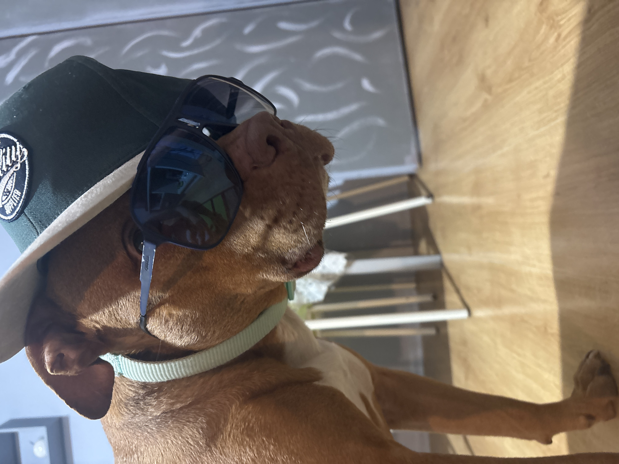 A brown dog is posing indoors, wearing a green baseball cap with a patch and sunglasses. The dog is lying down, and a light green collar is visible around its neck. The background includes a light-colored wall with a wavy pattern, a light wood floor, and what appears to be a metal frame structure. The location in Sofia, Bulgaria cannot be determined from this image.