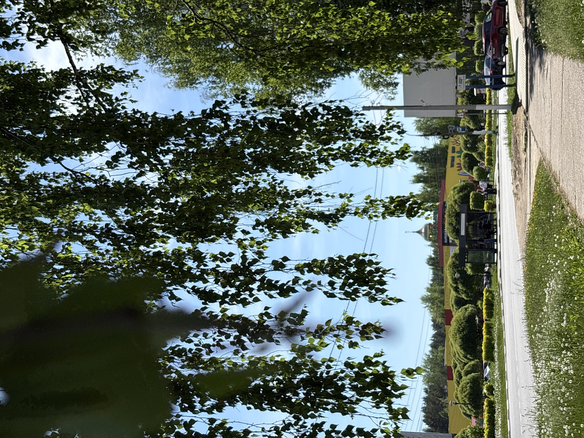 A sidewalk is visible on the right side of the image, with grass and dandelions growing alongside it. Next to the sidewalk, trimmed hedges line the street. Cars are parked further down the street. A yellow building is also visible further down the street. Above the scene, tree branches and leaves partially obscure the sky. The location is the city of Chaikovsky, Russia.