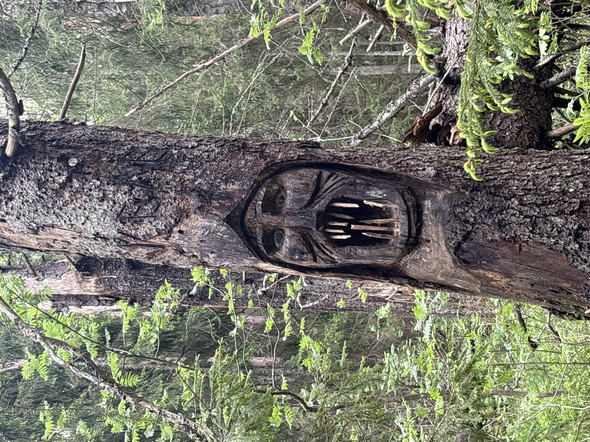 A tree trunk with a carved face is visible in a forested area of Unknown, Russia. The carving depicts a grotesque, possibly threatening visage with deeply carved eyes, an open mouth exposing what resemble large, stylized teeth, and pronounced facial features. The tree's bark is dark and textured, contrasting with the lighter, smoother wood revealed by the carving. Green foliage surrounds the tree trunk, indicating a natural woodland setting. The image is taken at an angle, with the trunk positioned horizontally across the frame.