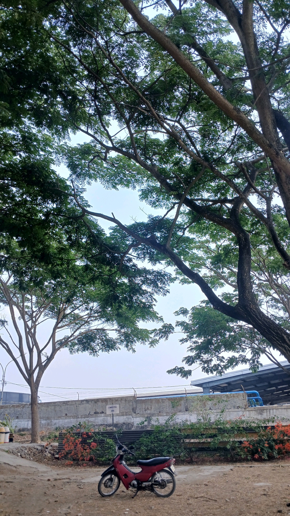 The image depicts an outdoor scene in Gadobangkong, Indonesia, dominated by the canopies of large trees with lush green leaves. In the foreground, a red and black motorcycle is parked on a dirt ground. Behind the motorcycle, there is a low concrete wall with a chain-link fence on top. A sign attached to the wall reads "COMPOSTING AREA". Beyond the wall, a building with a grey roof and blue pipes is visible. The sky is overcast with a pale blue hue. To the left of the motorcycle, there is a slender tree with visible branches. Orange-flowered bushes line the area behind the concrete wall.