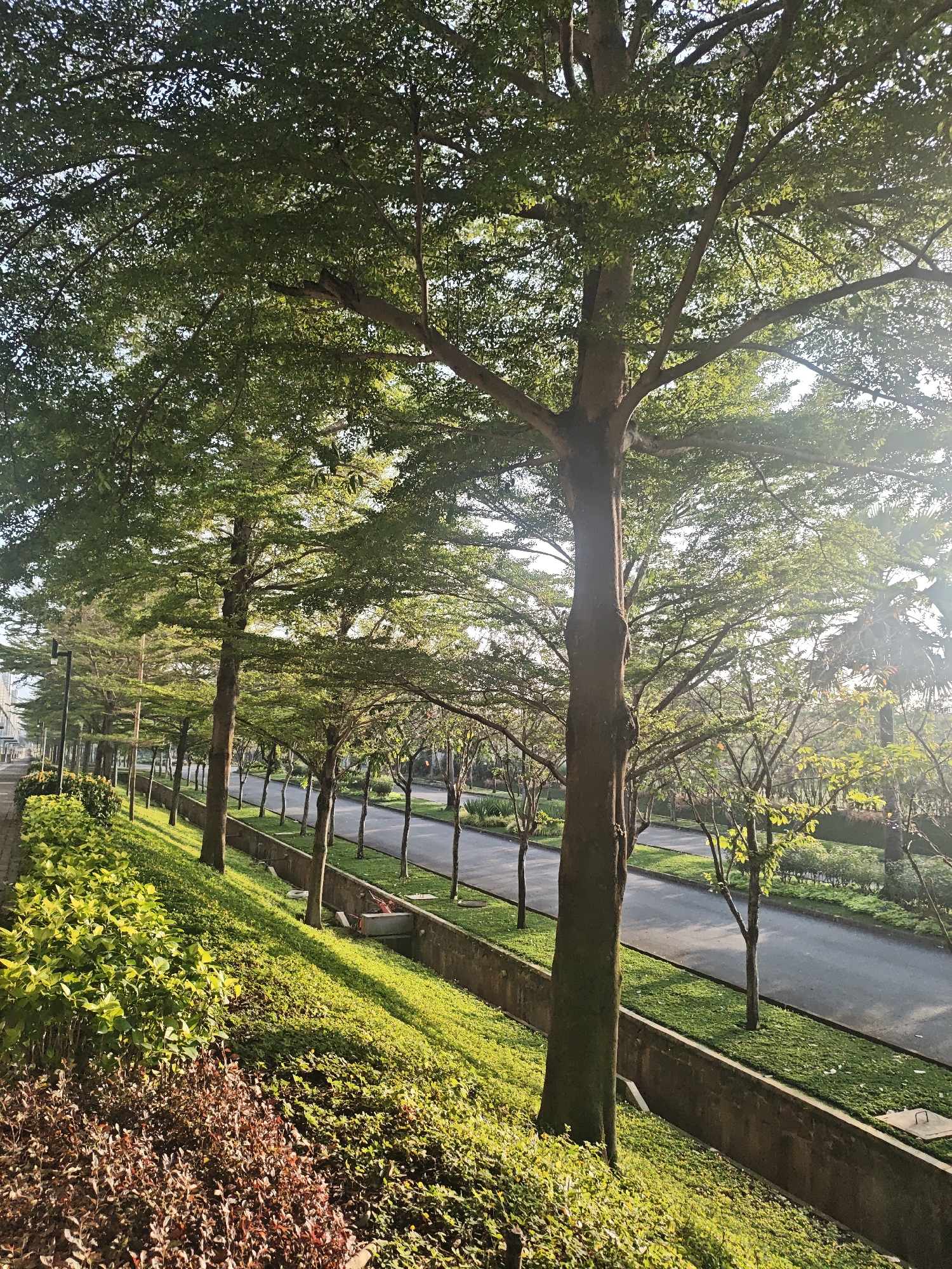 A tree-lined road in Bae, Indonesia, is depicted in this image. The road runs alongside a sloped grassy embankment covered in lush green vegetation and shrubs. Several trees with dense green foliage stand tall along the roadside, casting shadows on the road. The sun is shining brightly, creating a dappled light effect through the leaves. In the background, more trees and some buildings are visible. The scene appears peaceful and serene.