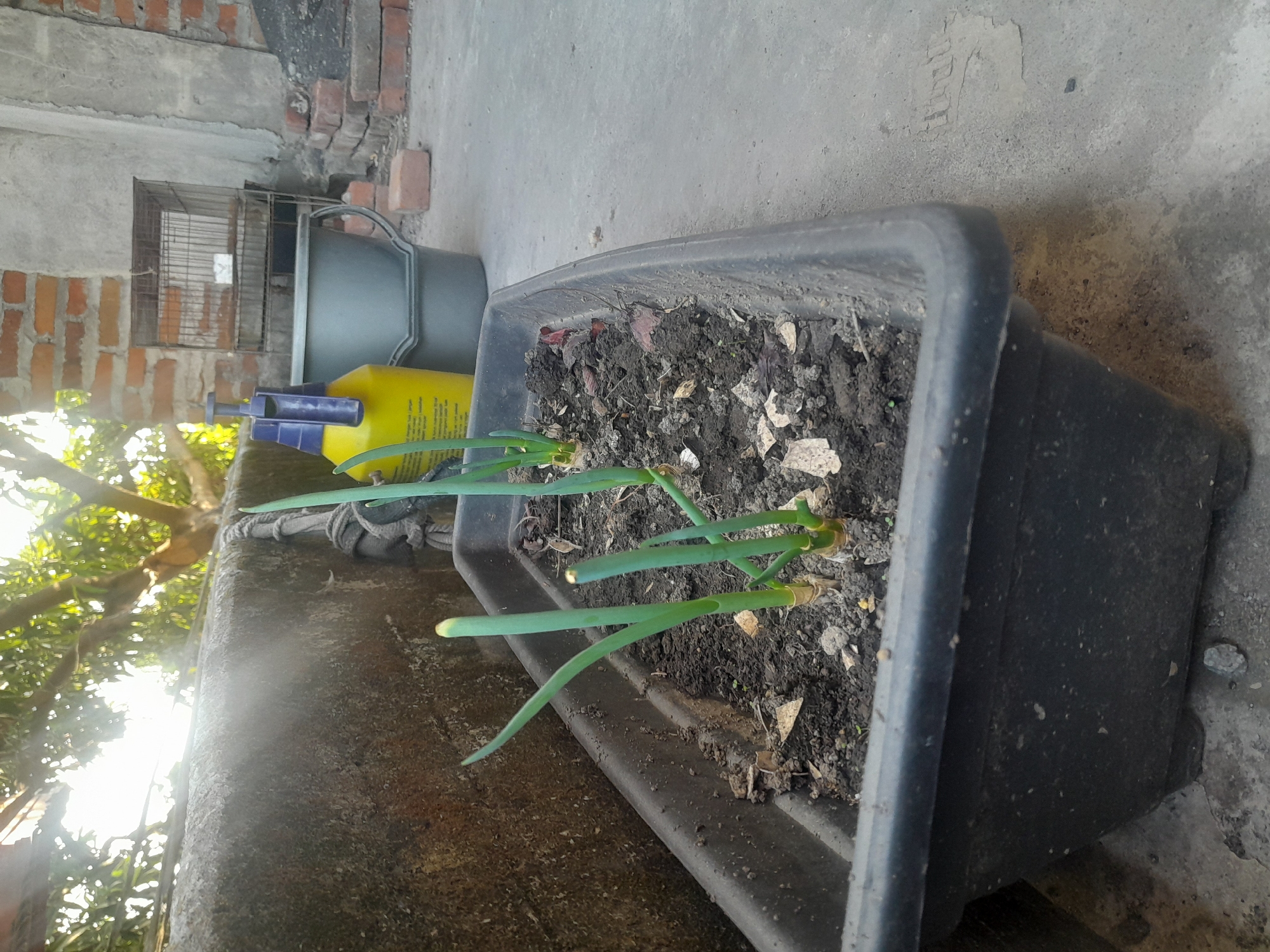 In Keboharan, Indonesia, a black rectangular planter is situated on a concrete surface. The planter contains soil and several young green onion plants. In the background, a yellow spray bottle with a blue nozzle stands next to a grey bucket. A wire cage is placed behind these items. To the left of the planter, a textured concrete wall runs horizontally, with foliage from a tree visible above it. The scene is outdoors, likely in a yard or patio area.