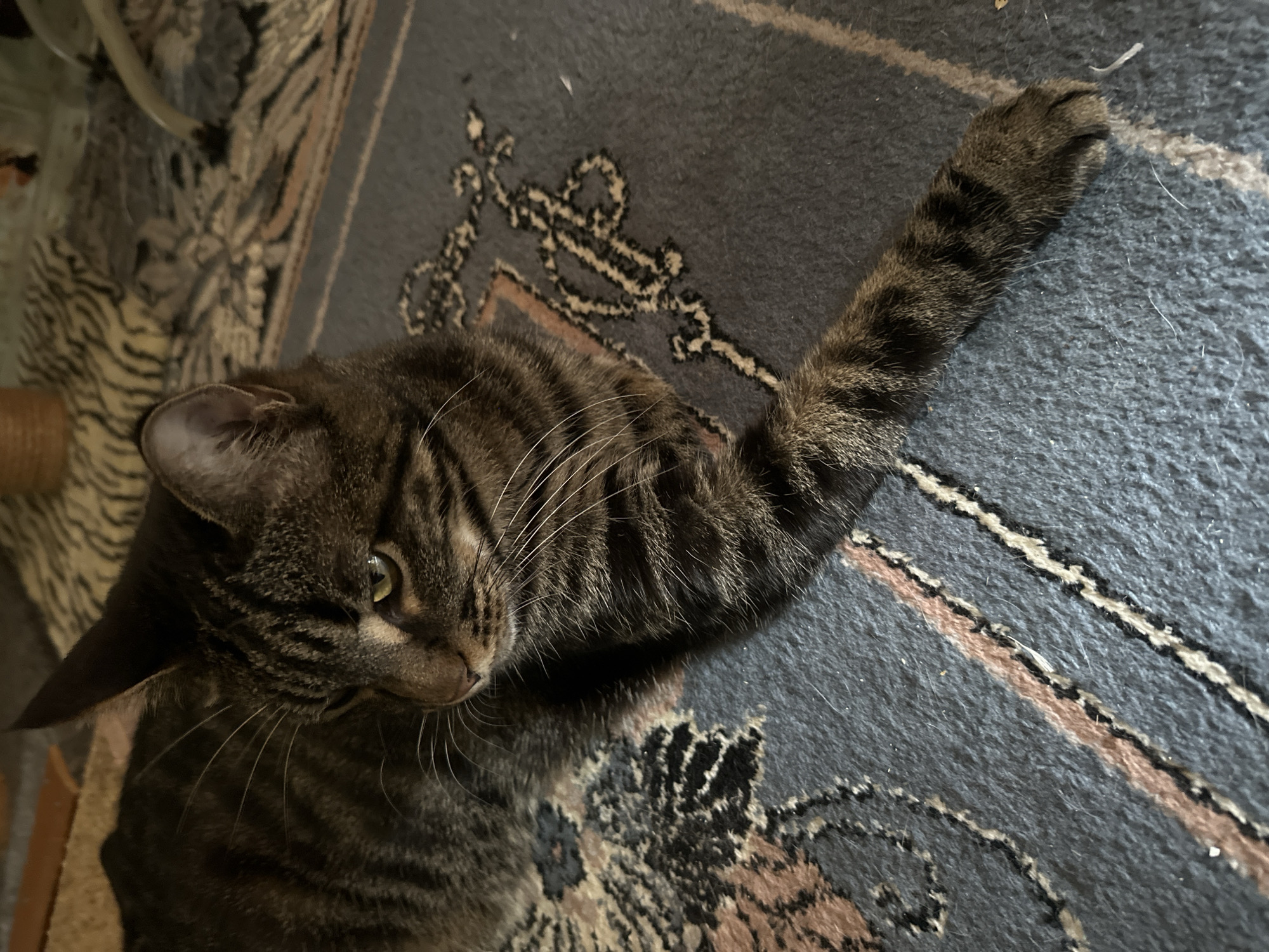 The image shows a tabby cat lying on a rug. The cat is a mixture of brown and black stripes, with green eyes and white whiskers. It is resting on its side with its front paw extended. The rug is dark blue with a pattern of lighter blue, pink, and black lines. The background is blurred but appears to be indoors, possibly a living room. The image does not provide any information about the location in Naberezhnye Chelny, Russia.