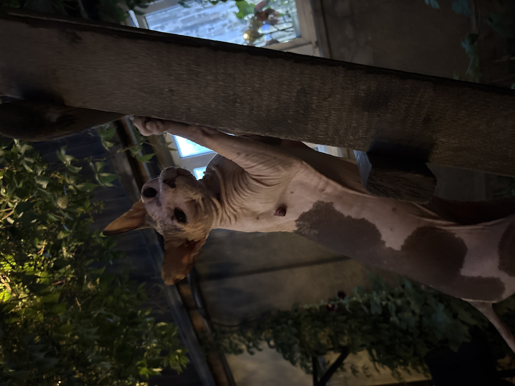 The image shows a Sphynx cat climbing a wooden post outdoors at night. The cat is light-colored with darker patches and is clinging to the post with its paws. The background includes foliage, a building, and a window with curtains. There is no identifiable information or context suggesting a specific location in Almaty, Kazakhstan.