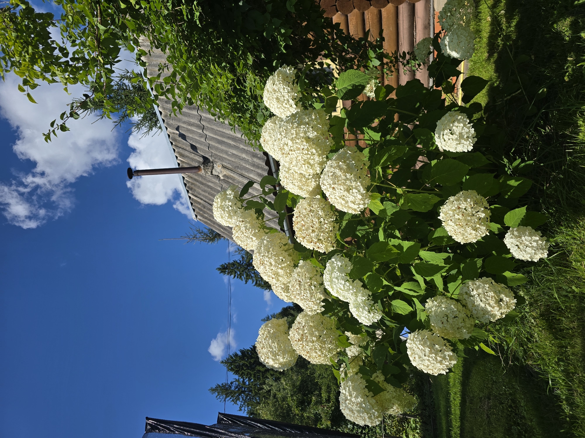 In Lobkovo, Russia, a lush, overgrown garden features a large, blooming white hydrangea bush in the foreground. The bush is densely packed with spherical clusters of white flowers and vibrant green leaves. Behind the hydrangea, a weathered, gray corrugated roof with a metal chimney extends from a rustic log cabin. Further in the background, a dense line of dark green coniferous trees forms a natural backdrop against a bright blue sky dotted with fluffy white clouds. The ground is covered in a mix of green grass and some weeds, with shadows cast by the sun indicating a clear day.