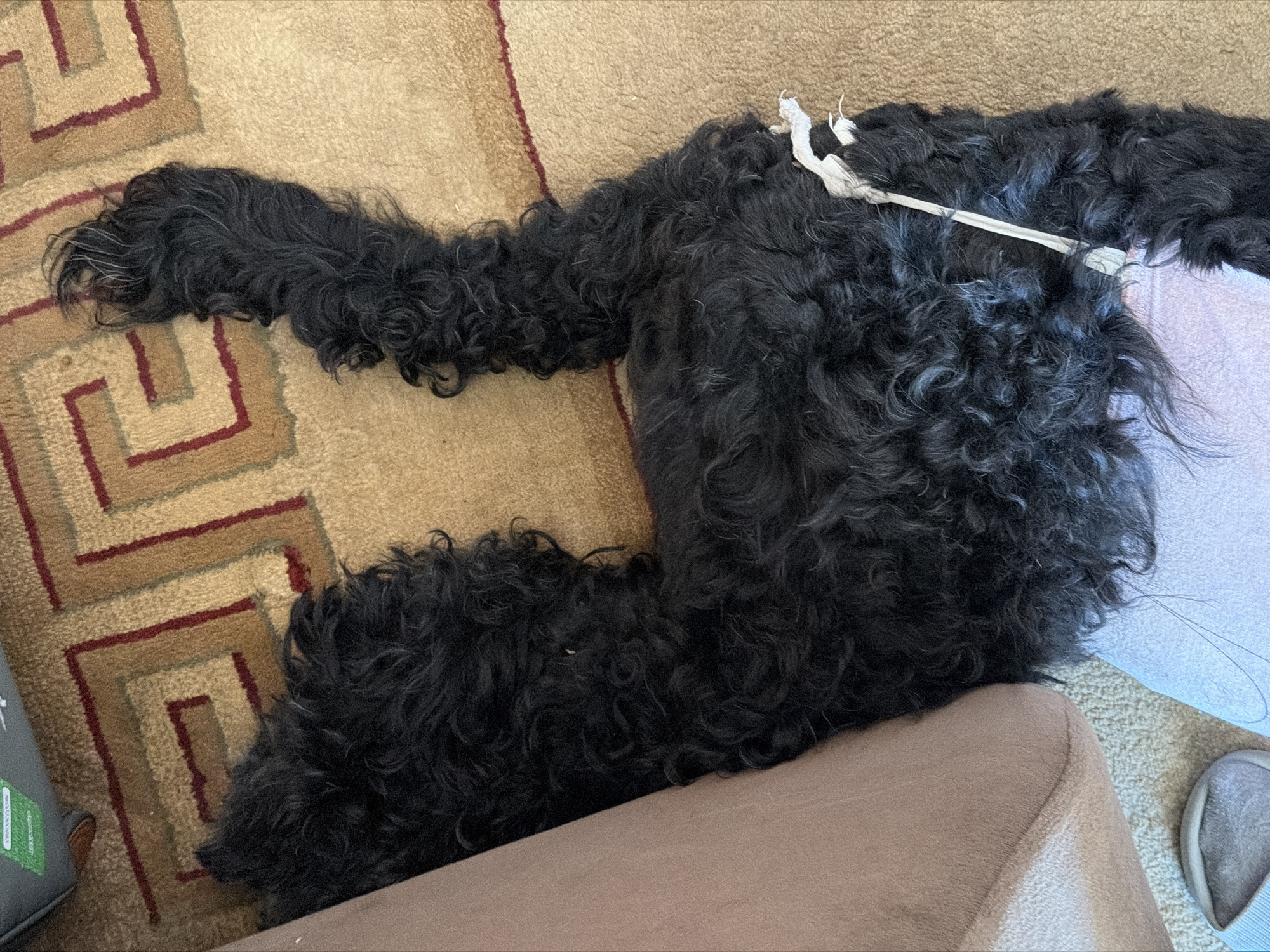 A black dog is lying on a tan carpet with a red and gold geometric pattern. The dog is curled up, with its head hidden from view. A light brown upholstered piece of furniture is to the left of the dog. A light blue fabric is underneath the dog's hindquarters. A gray slipper is visible on the carpet near the bottom left corner of the image. The scene appears to be indoors, in a domestic setting. There is no indication of the city of Okha, Russia, within the image.