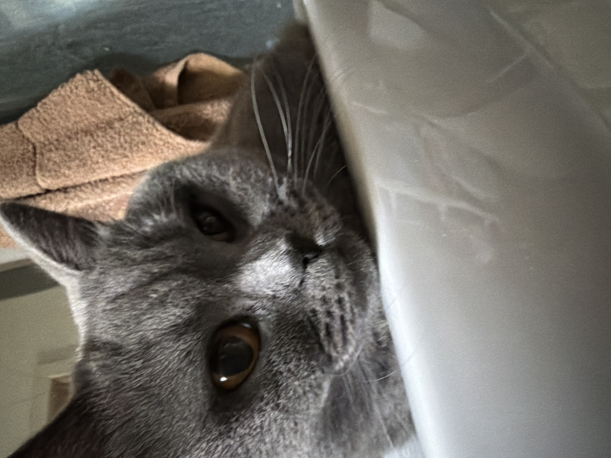 A close-up, indoor, eye-level shot focuses on the head of a grey cat as it rests its chin on a white surface. The cat's fur is short and smooth, with visible whiskers extending from its muzzle. Its eyes are a rich amber color, with one eye appearing more dilated than the other. Behind the cat, a crumpled, light brown towel is draped over an unseen object. The background is a dark, indistinct wall. The image's lighting is dim, casting soft shadows. The scene appears to be in a domestic setting, possibly a bathroom or kitchen. The exact location within Szczecin, Poland, is not discernible from the image.