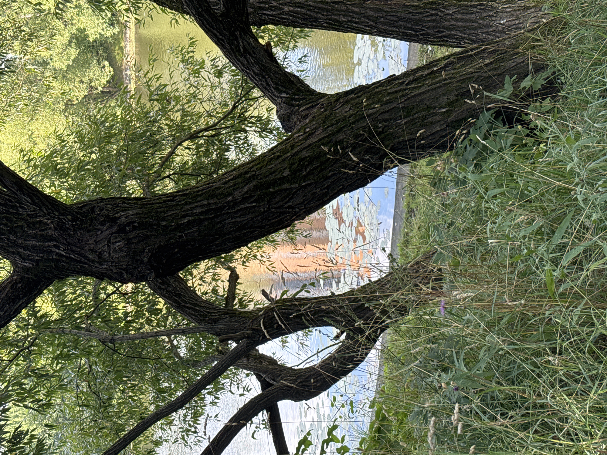 The image depicts a natural scene of a waterfront with trees in the foreground and water in the background. In the foreground, several trees with thick, textured bark and green foliage are prominent. The trees are positioned at an angle, with their trunks and branches creating a sense of depth. The ground in front of the trees is covered with dense, green grass and some dry vegetation, with hints of small purple flowers.
The background features a body of water, likely a river or lake, with a reflective surface. The water is calm, with lily pads scattered across its surface. A reflection of an orange-brown building with vertical elements is visible on the water, suggesting the presence of urban infrastructure nearby. The opposite bank of the water is lined with lush green trees and vegetation, bathed in sunlight, creating a vibrant, natural landscape. The overall impression is a serene and picturesque view of nature integrated with signs of a city.
This scene is located in Khimki, Russia, specifically along the Khimki Reservoir, part of the Moscow Canal system. The reflection on the water is likely from the buildings on the opposite bank of the reservoir, which is a common sight in this area. The presence of both natural elements and urban reflections is characteristic of the landscape along the reservoir in Khimki.