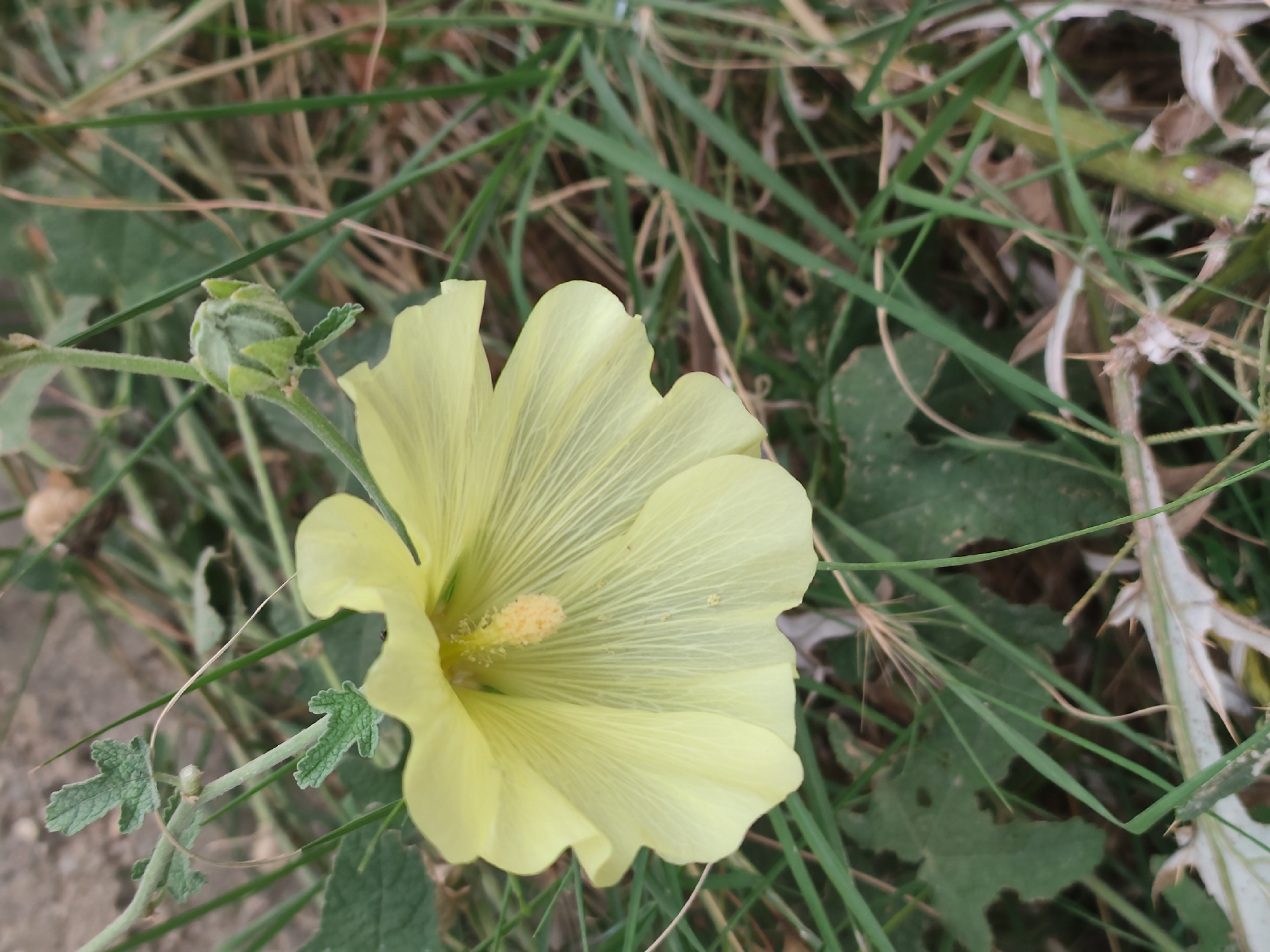 A light yellow hollyhock flower is in full bloom, with its petals fanned out to reveal a yellow stamen. A green, unopened bud sits atop a slender stalk to the right of the flower. The flower and bud are nestled amongst tall, green grass and dry, brown foliage, with hints of grey soil visible in the background. The overall scene appears to be an outdoor environment, possibly a park or garden area within the city of Makhachkala, Russia. There are no people or animals present in the image. The focus is solely on the natural elements of the flora.