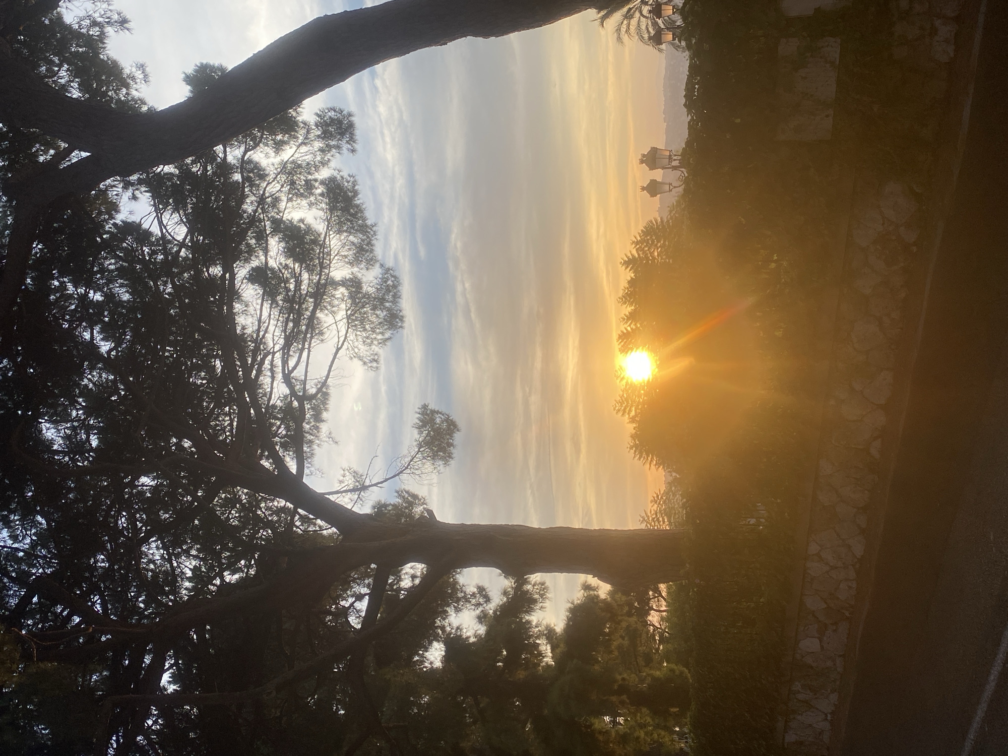 The image depicts a scenic sunset in Antibes, France, characterized by a vibrant sky with hues of orange and yellow. Silhouetted against the setting sun are the dark forms of large pine trees, their branches reaching towards the heavens. In the foreground, a low stone wall topped with a dense hedge lines a paved road. The soft glow of the sunset illuminates the scene, creating a tranquil and picturesque atmosphere. Two ornate street lamps, one on each side of the frame, are visible amidst the foliage, adding a touch of classic elegance to the landscape. The overall impression is one of natural beauty enhanced by man-made elements, capturing the serene charm of Antibes at dusk.