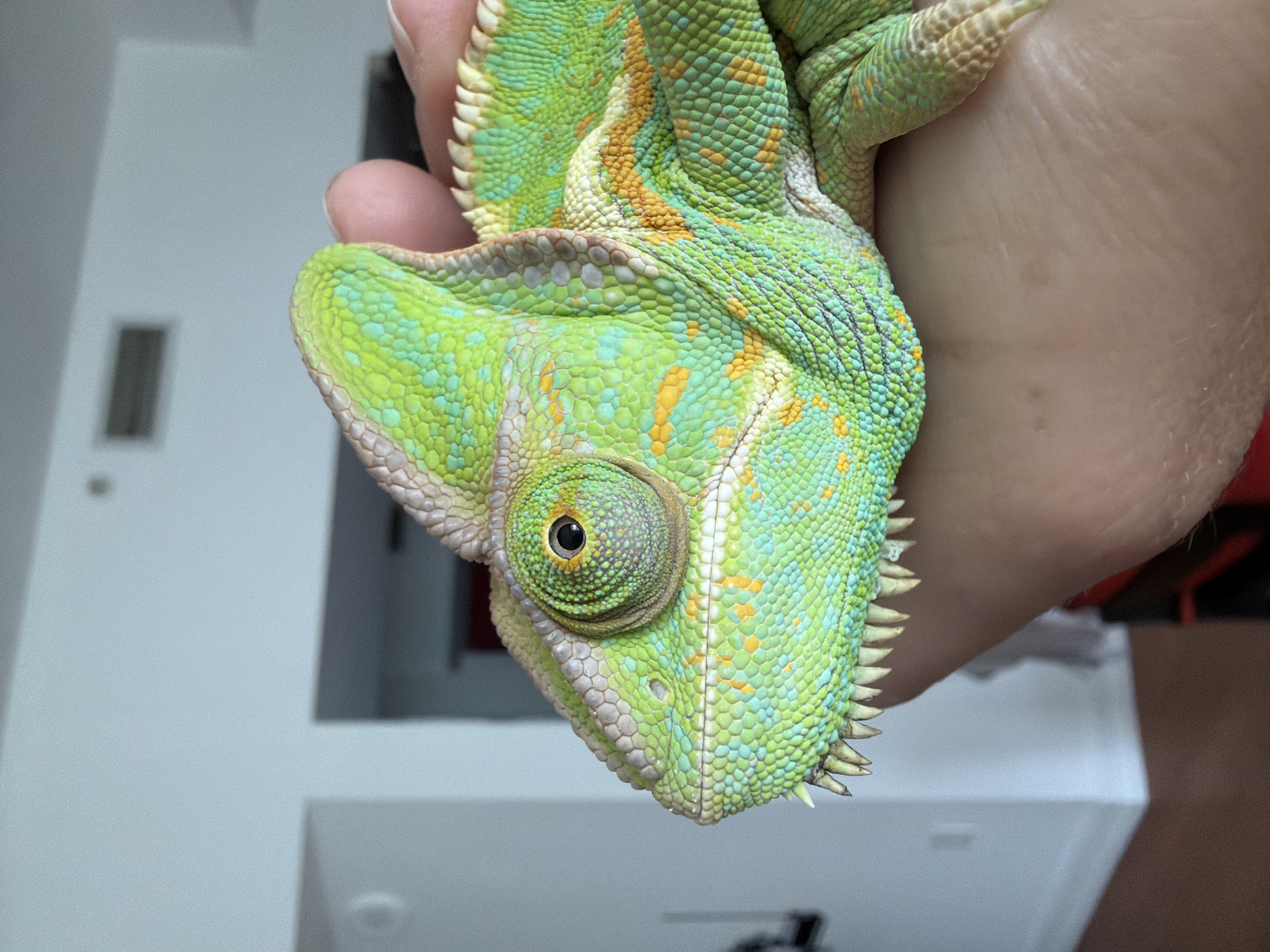A close-up, eye-level shot shows a veiled chameleon held in a person's hand, likely in Hollywood, United States of America. The chameleon, predominantly green with turquoise and yellow markings, is positioned facing left, with its prominent eye, detailed with a scaly iris and dark pupil, clearly visible. Its mouth is slightly open, revealing sharp, tooth-like projections along the jawline. The textured skin of the chameleon is the primary focus, displaying intricate patterns of scales. The hand holding the chameleon is light-skinned, with visible finger creases and texture. The background is softly blurred, featuring elements that suggest an indoor environment with white walls and a hint of what could be a vent or air conditioning unit on the wall, and wooden flooring. The overall lighting is bright and even, characteristic of daylight or well-lit indoor conditions.