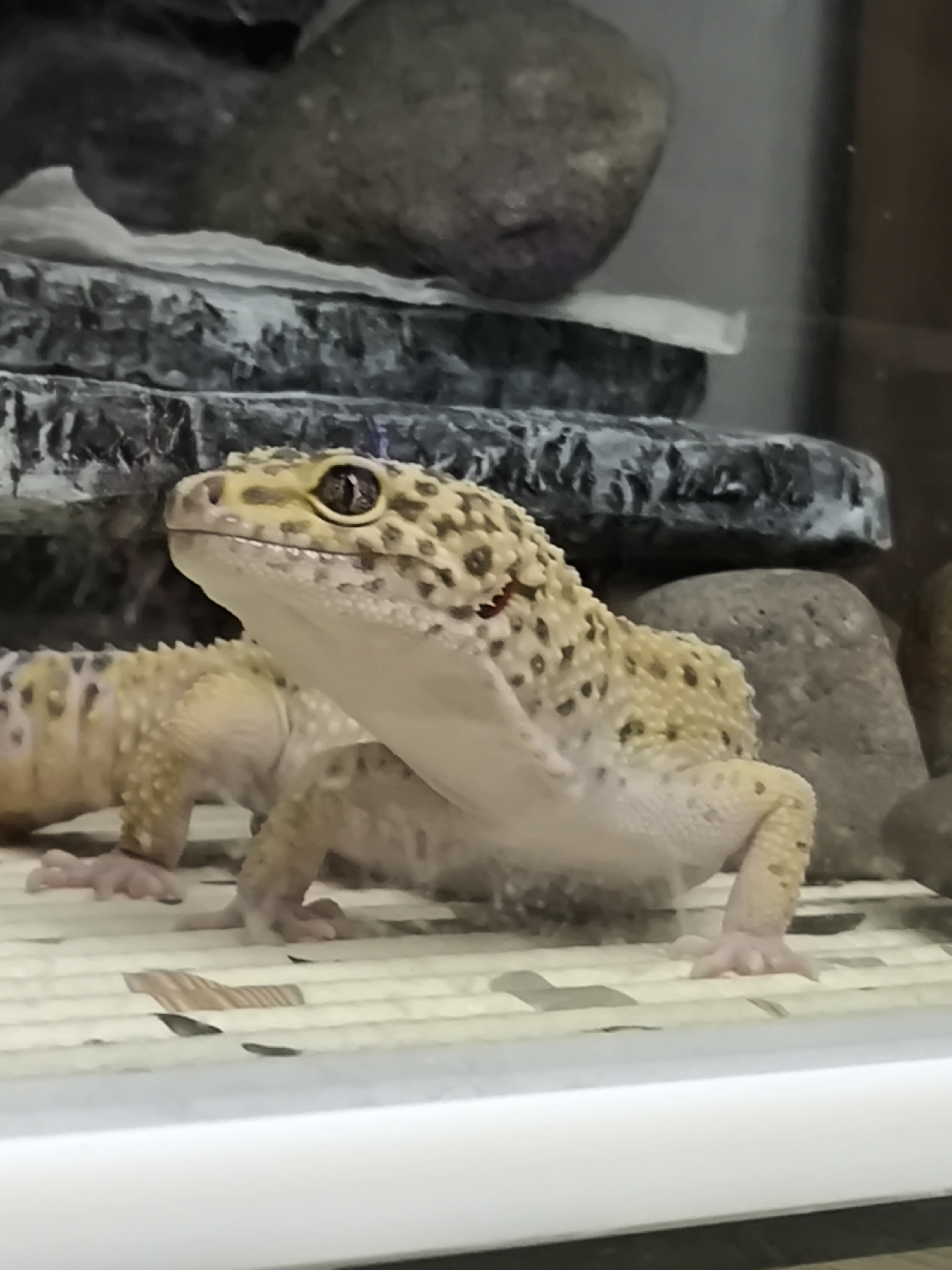 The scene depicts two leopard geckos within an indoor terrarium, situated in the city of Chaikovsky, Russia. The primary subject is a leopard gecko (Eublepharis macularius), characterized by its yellow-beige body covered in numerous dark brown to black spots. Its head is slightly elevated, with its right eye, featuring a golden iris and a vertical black pupil, directed towards the left side of the frame. A small reddish discoloration is observable on its left side, near the neck. This gecko stands on a light-colored, ridged substrate that contains dark, irregular debris. A second leopard gecko is partially visible in the lower-left background. The rear of the enclosure contains various gray and brown rock-like structures, including a tiered formation with a white upper surface and a distinct rounded gray rock positioned on the right. The environment is consistent with a controlled, artificial habitat.