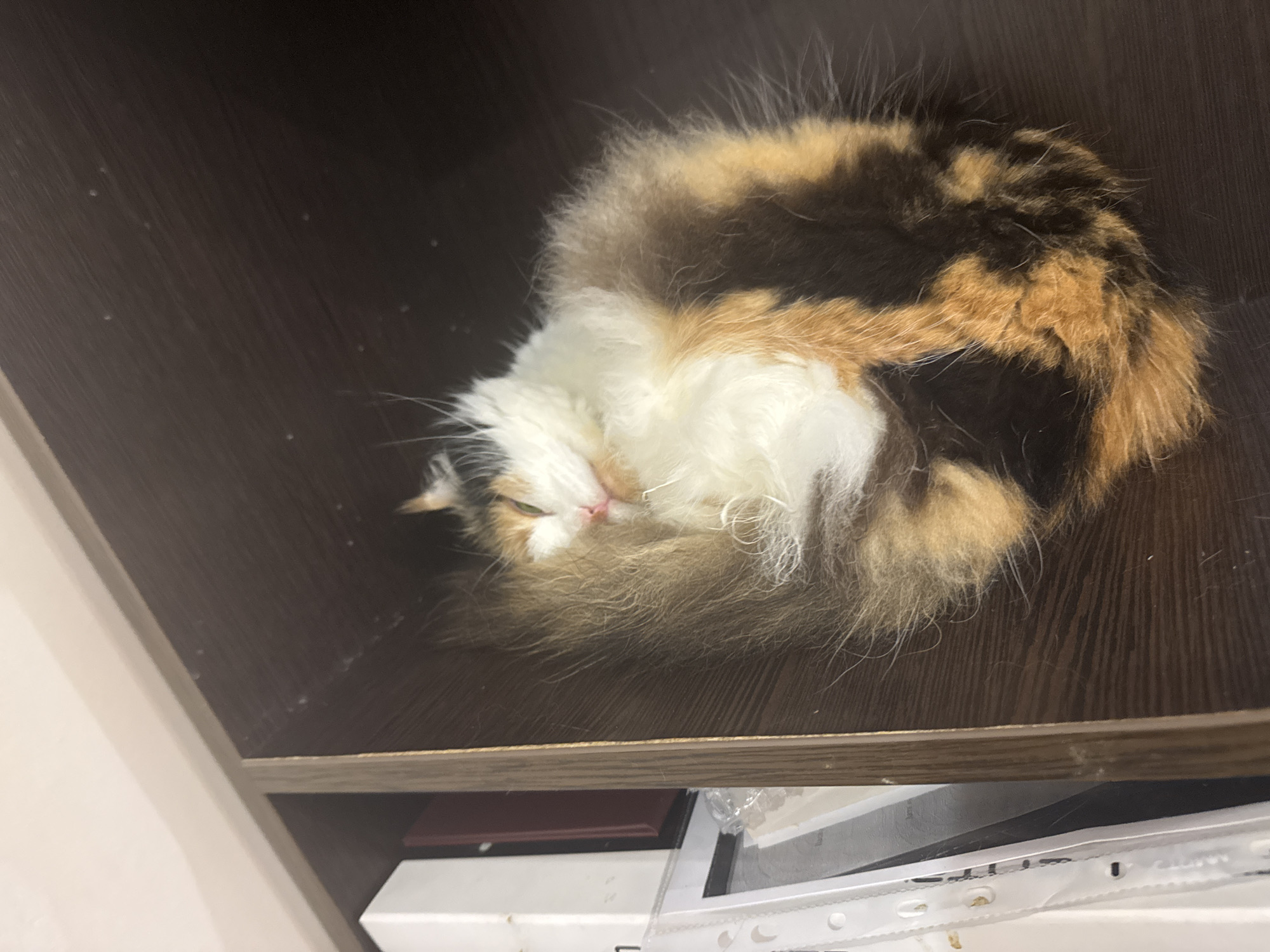 A calico cat is curled up and asleep in a dark brown shelf. The cat is mostly white on its underside with black and orange patches on its back and tail. The shelf appears to be part of a larger piece of furniture, with other items stored below. The location is not discernible from the image.