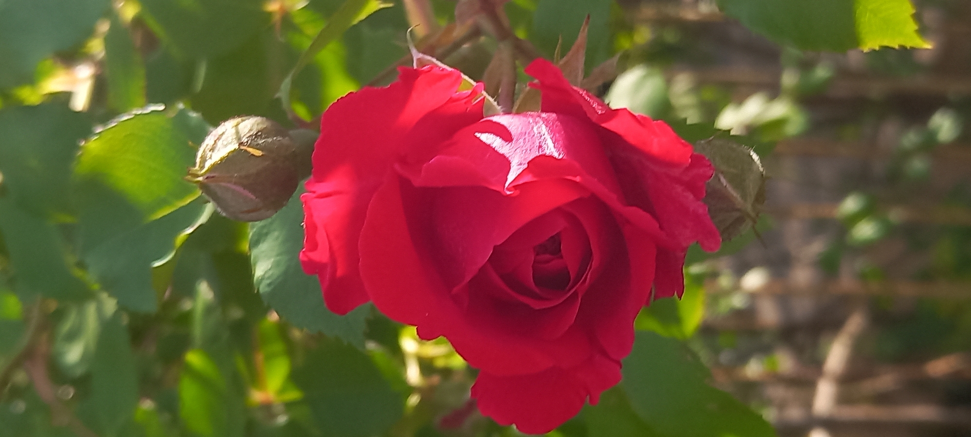 A red rose, partially opened, dominates the frame. It is surrounded by green leaves and unopened rose buds. The scene appears to be outdoors, likely in a garden or park. The location information is not determinable from the visual information.