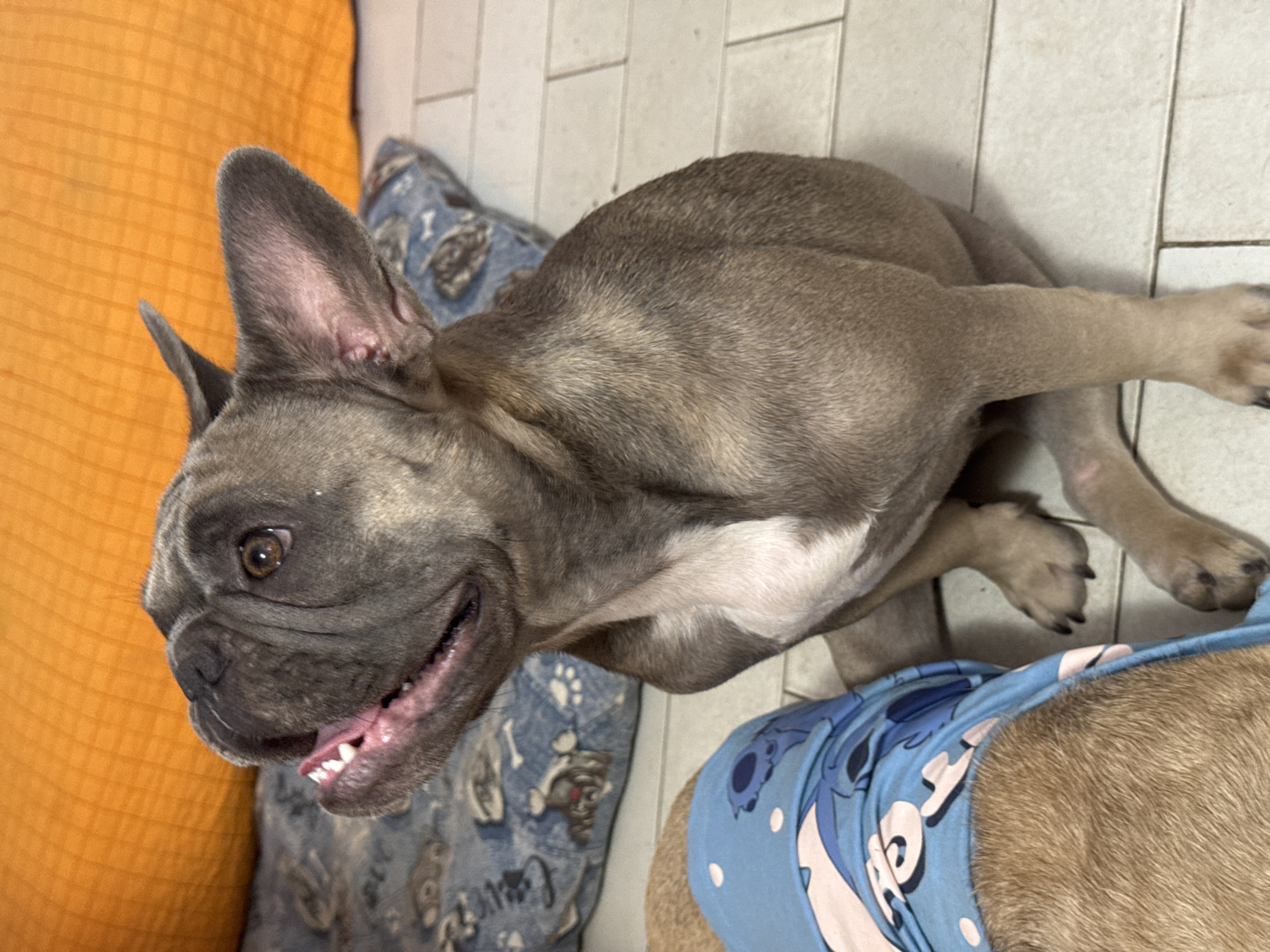 A French bulldog is sitting on a tiled floor. The dog has a grey coat and white chest. Its mouth is open, revealing its teeth. The dog is looking up and to the left. In the background, there is an orange cushion and a dog bed with a blue pattern. Another dog, partially visible and wearing a blue shirt with a cartoon character, is to the left of the French bulldog. The scene is indoors.