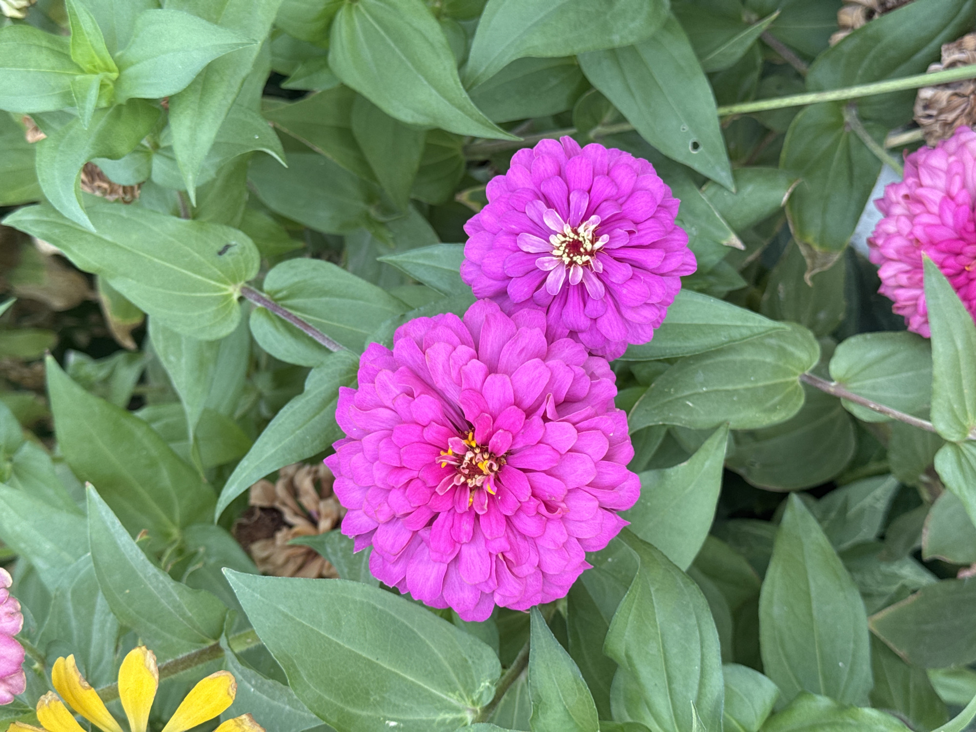 A close-up, top-down shot showcases two vibrant pink zinnias blooming amidst lush green foliage. The larger zinnia, positioned to the left, is fully open, revealing its layered petals and yellow center. To its right, a smaller, unopened zinnia displays a similar vibrant pink hue and a more compact, layered structure. The surrounding leaves are a deep green, some showing signs of age with brown tinges. A single, dark ant is visible on one of the leaves. The image is taken outdoors, likely in a garden setting, in the city of Şardara, Kazakhstan. No people are present in the image.