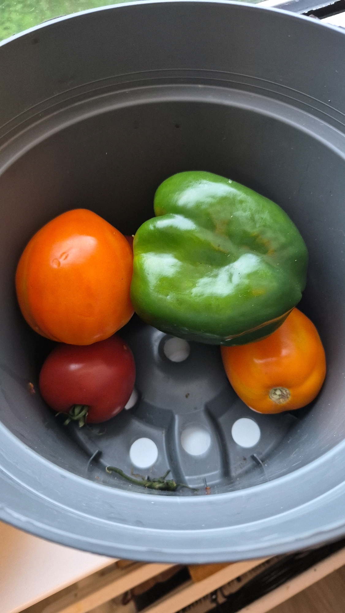 A high-angle, close-up shot captures a collection of fresh produce nestled within a grey plastic planter pot. The planter is positioned outdoors, evidenced by the blurry green foliage visible in the upper portion of the frame, suggesting a natural, possibly garden setting. The pot is empty except for its contents and features a textured interior with several circular drainage holes.
The featured items are:
* A large, glossy green bell pepper, prominently positioned in the upper right quadrant of the pot.
* A bright orange, round tomato situated to the left of the green pepper, with its stem pointing upwards.
* A smaller, deep red tomato located directly below the orange tomato.
* Another round, orange tomato, smaller than the first, positioned to the right of the green pepper and below the large orange tomato.
A few small green plant stems or tendrils are visible on the bottom of the pot, scattered amongst the produce. The lighting is natural and diffused, casting soft shadows and highlighting the smooth, vibrant surfaces of the vegetables. There are no people or animals visible in the image. The overall impression is one of a recent harvest or collection of fresh ingredients. The location is identified as Krauja, Latvia.