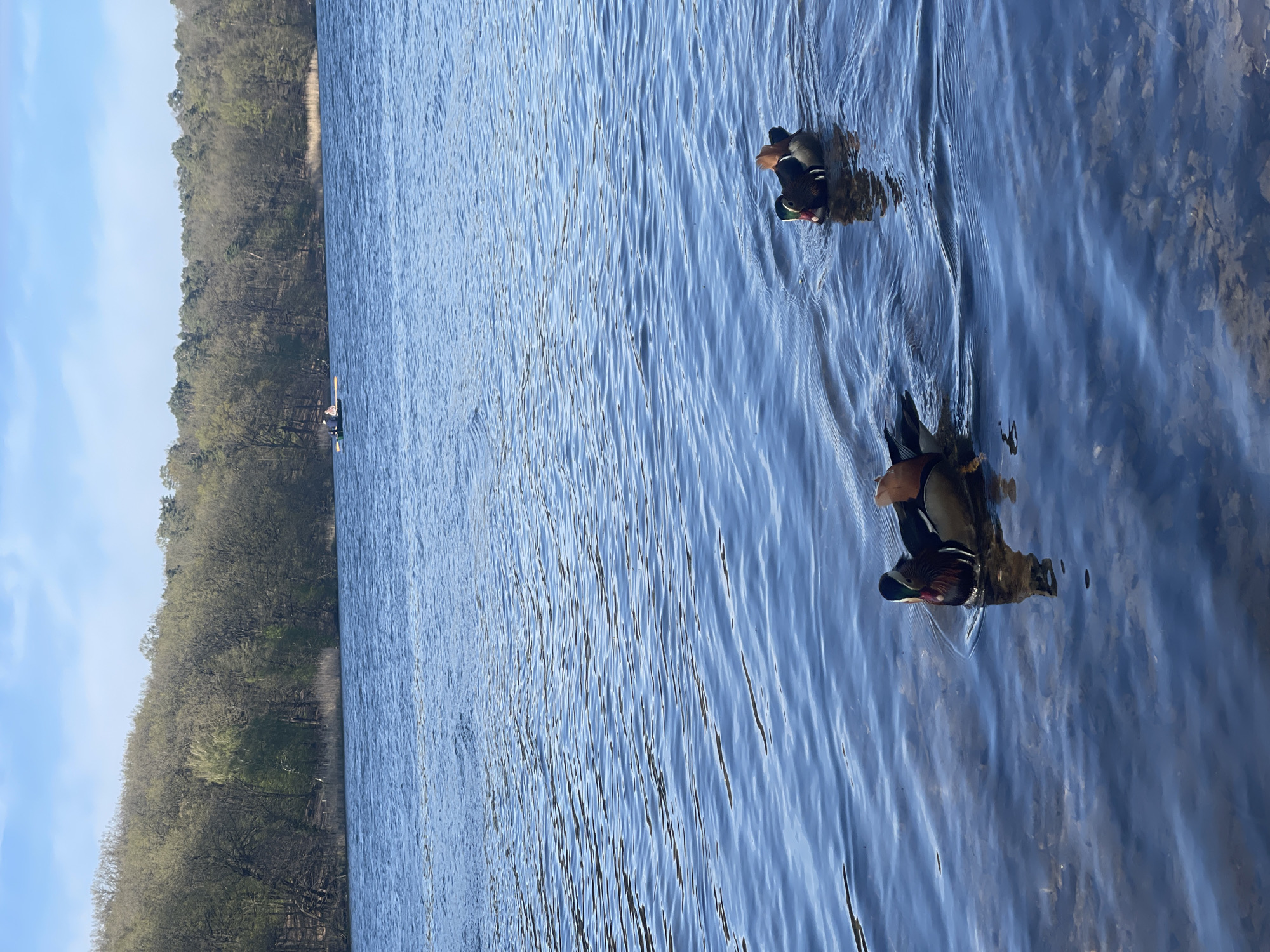 The image depicts two ducks swimming in a body of water. In the background, there's a shoreline with trees. The water is blue with slight ripples. The location is likely in Berlin, Germany, due to the nature of the environment. A small kayak can be spotted by the treeline.