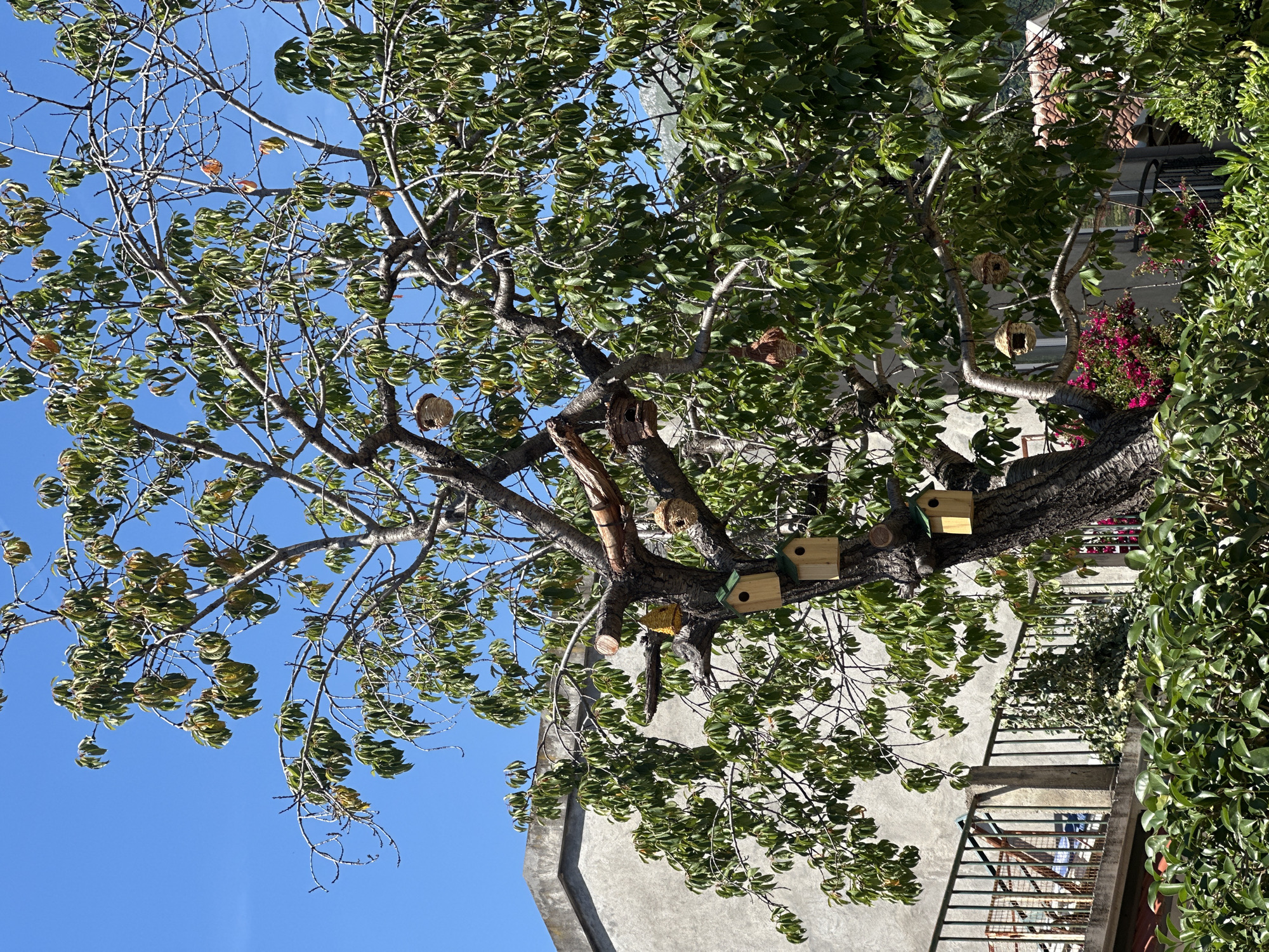 A mature tree with green foliage and numerous branches is laden with several birdhouses of various designs and materials, including wooden boxes with green roofs and woven spherical nests. The tree is set against a clear blue sky, with a light-colored building to the left and a balcony with a black metal railing in the mid-ground. Dense green bushes are visible in the foreground and mid-ground. The scene is likely in Budva, Montenegro, a coastal town known for its historic architecture and natural beauty, which often features trees in urban and suburban settings.