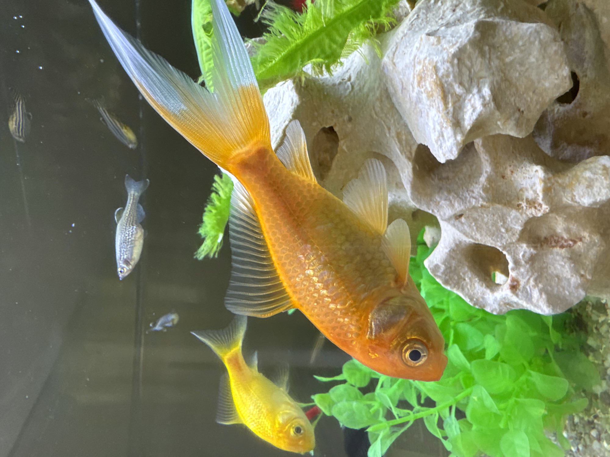 This is a close-up, eye-level shot of several goldfish and smaller fish in a well-lit aquarium. The primary focus is on a large, orange goldfish swimming horizontally across the frame, its tail fin extending towards the top right. To the left, a smaller yellow goldfish swims in the same direction. In the background, several smaller, silvery fish with dark stripes are visible. The aquarium contains bright green artificial plants and a beige, porous rock formation. The water appears clear, and small bubbles are scattered throughout. There are no people or any indication of the city of Vallada, Spain, in this image.