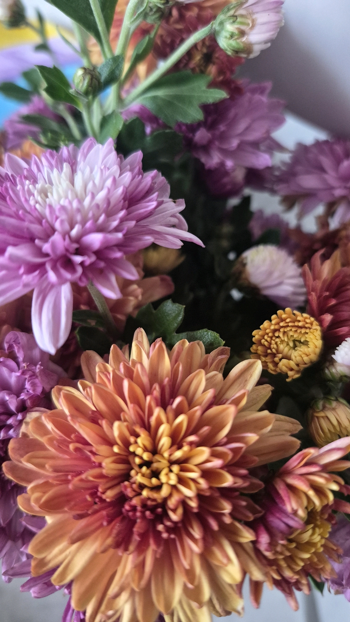 A close-up, vertically oriented, eye-level shot displays a bouquet of vibrantly colored chrysanthemums. The flowers are primarily in shades of pink, purple, and orange, with some hints of yellow and red. The petals are delicate and layered, creating a sense of depth and texture. The focus is sharp on the foreground flowers, particularly a large orange and pink chrysanthemum, while the background flowers and foliage are softly blurred. The lighting appears natural, highlighting the rich colors and intricate details of the blooms. The overall impression is one of natural beauty and autumnal warmth. This image was taken in Krauja, Latvia.