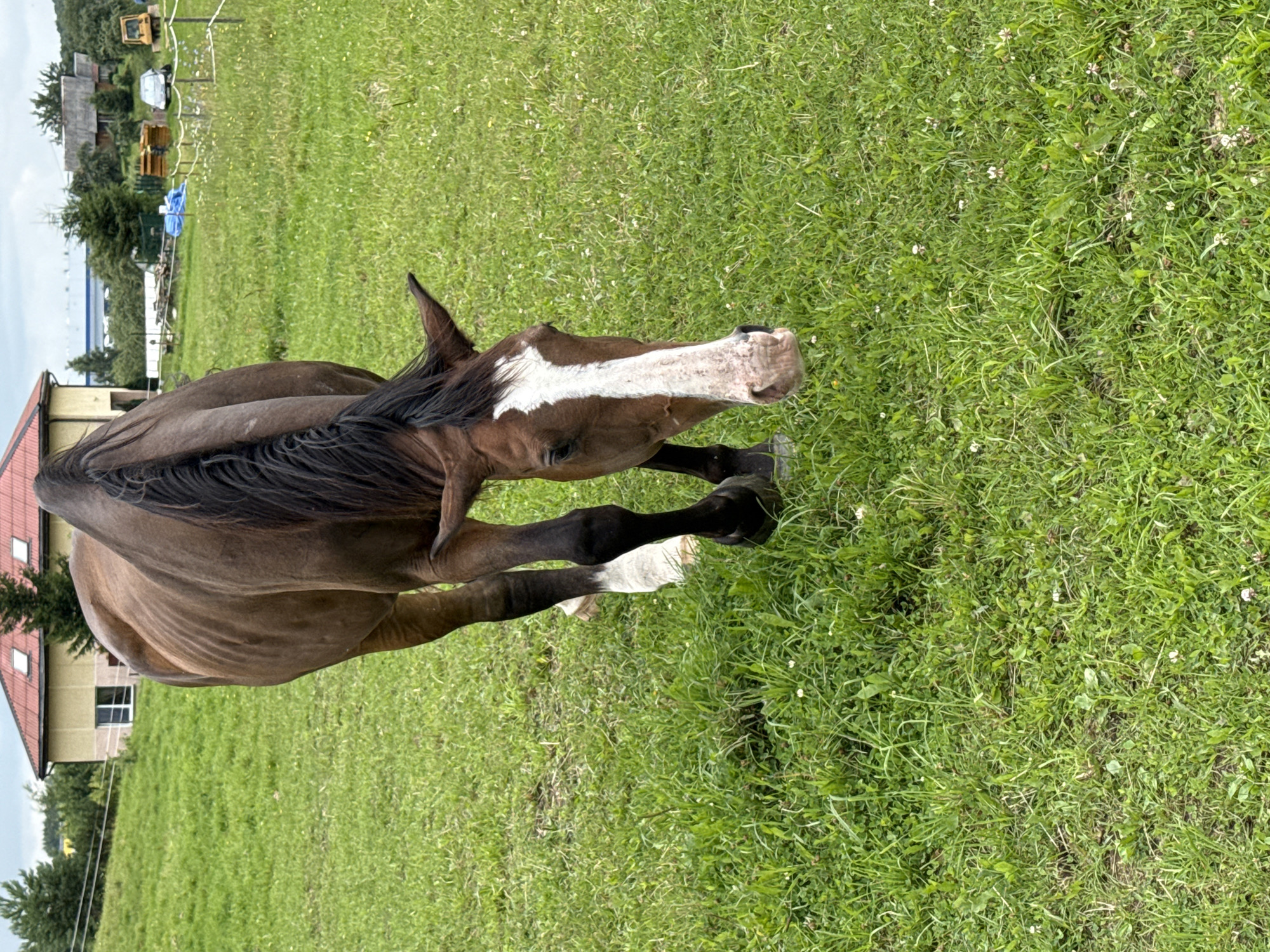 A medium shot captures a brown horse grazing in a grassy field, its head lowered to the ground. The horse has a distinct white blaze down its face and a dark mane. In the background, a yellow and red building stands prominently on a slightly elevated grassy hill. Further in the distance, a variety of other structures, including a small yellow excavator, a car, and various wooden elements, are visible, suggesting a rural or semi-rural setting. The field is covered in lush green grass with scattered white wildflowers. The sky is overcast. The image appears to be taken on a property located in or near Galinė, Lithuania.