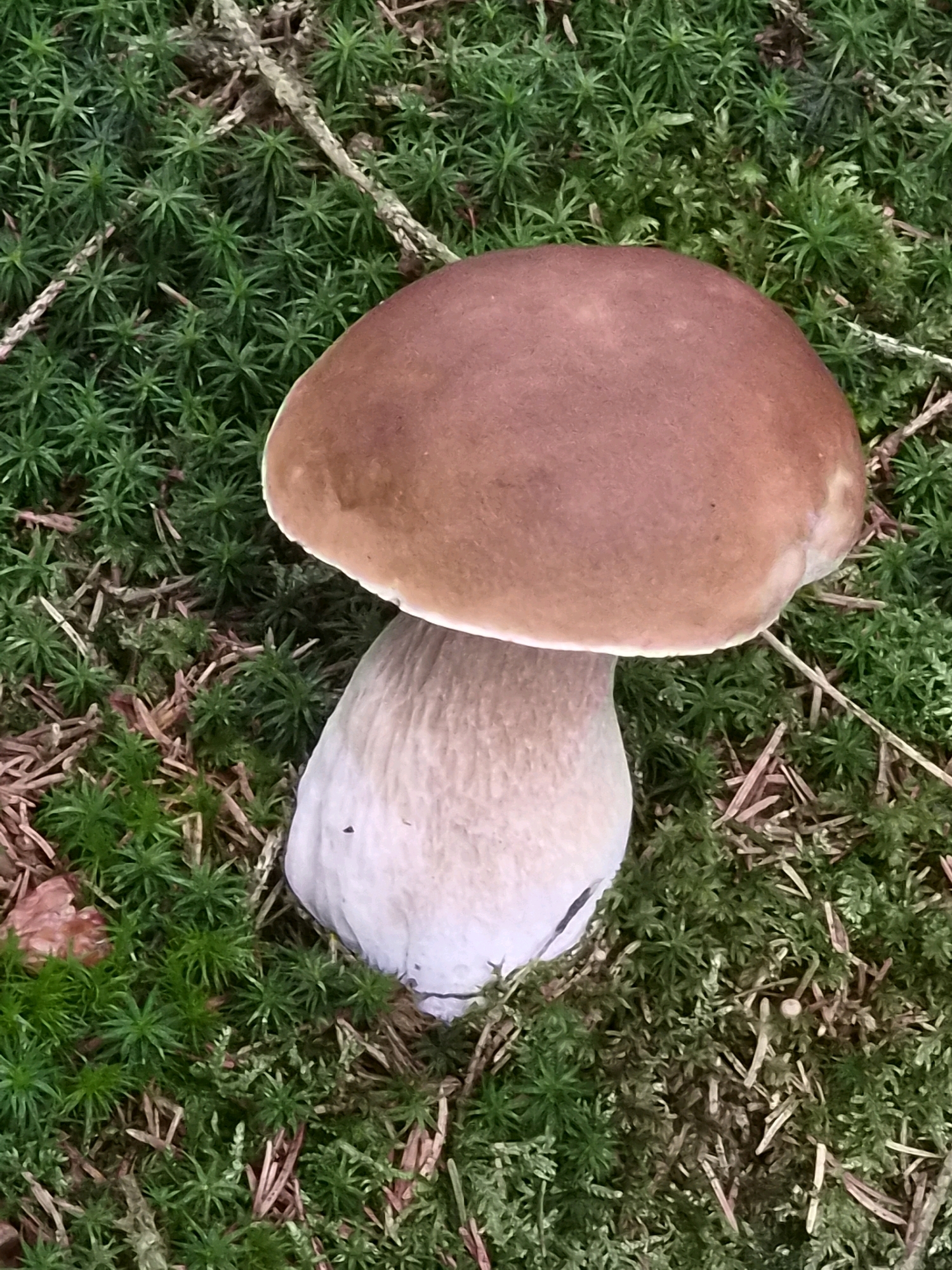 A single, large mushroom with a brown cap and a thick, pale stem is centered in the frame. It is growing out of a bed of vibrant green moss and scattered pine needles, likely in a forest environment. The mushroom appears healthy and firm, with its cap slightly convex. The surrounding moss is dense and forms a plush carpet, interspersed with dry, brown pine needles and a few thin twigs. The lighting suggests it is daytime, and the overall impression is one of natural beauty in a woodland setting. There are no people or animals visible in the image. The location is specifically identified as Slöinge, Sweden, implying this is a wild mushroom foraging scene.
