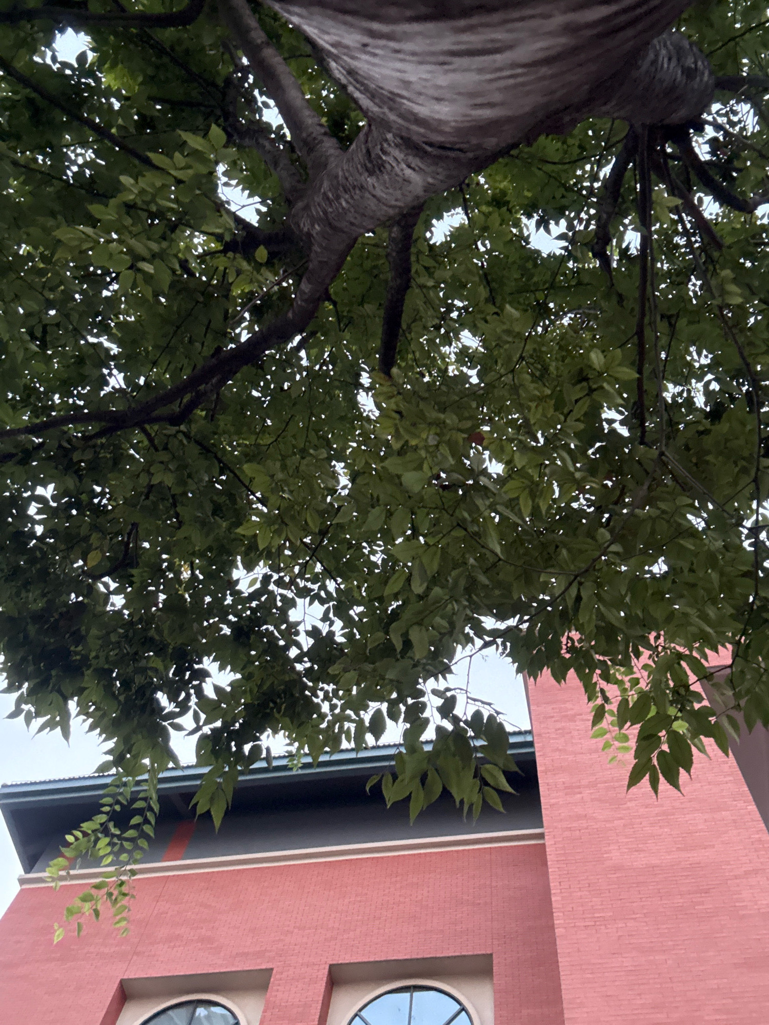 The image shows a low-angle view of a tree with lush green leaves and thick branches partially obscuring the sky. Below the tree, a pink brick building with a dark-colored roof is visible. The building has arched windows. The scene appears to be outdoors in an urban environment, possibly in Yiwu, China, given the context. There are no people or animals visible in the frame. The lighting suggests it is daytime, but the sky is not clearly visible due to the tree canopy.