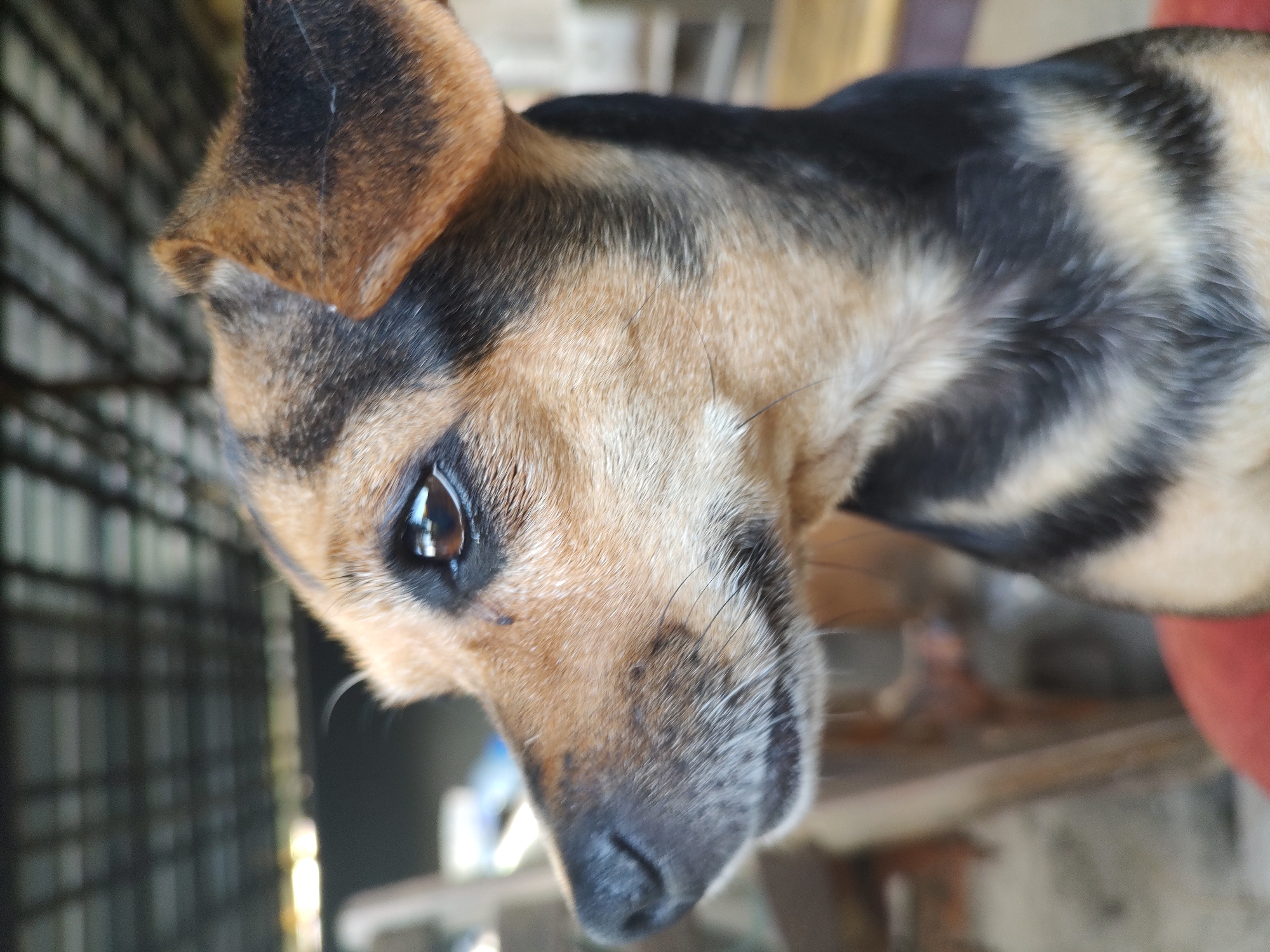 A close-up, profile view of a small, tan and black dog is captured in this image. The dog's head is turned to the left, with its eye clearly visible and reflecting light. Its fur exhibits a mix of tan and black markings, particularly on its ears and the back of its neck. The background is blurred, suggesting an outdoor or semi-outdoor setting. In the upper portion of the image, a dark, corrugated structure is visible, possibly a roof or awning. Below this, out-of-focus elements suggest an environment with some clutter or structures. The image appears to have been taken at eye level with the dog. There is no indication of the location being the city of Kochmar, Bulgaria.