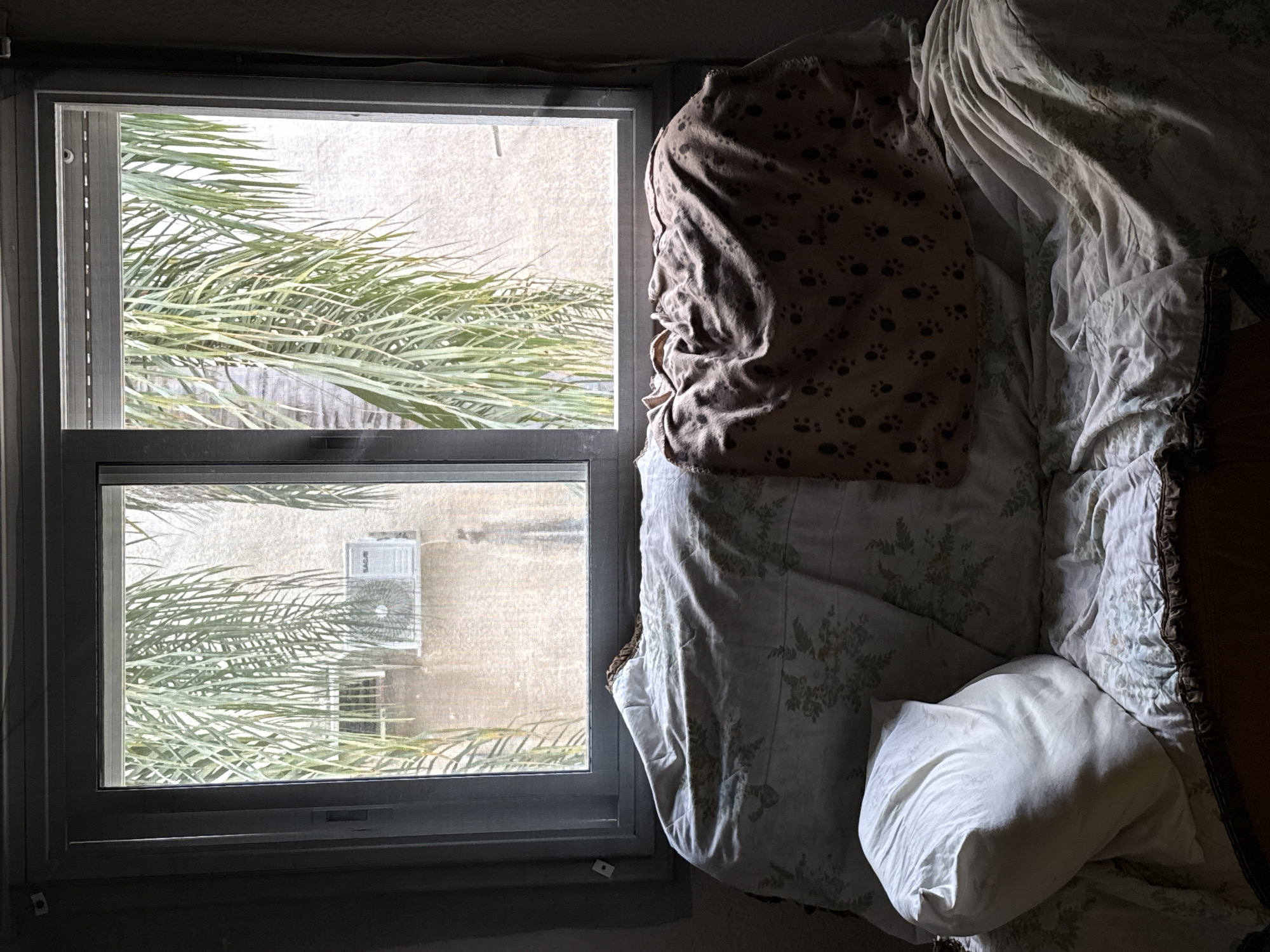 A view from a window in Petah Tikva, Israel, reveals palm trees visible through the window panes. The window frame is light gray. Outside the window, a building is visible. Inside the room, a rumpled bed is situated near the window, with blankets and pillows in disarray. One blanket has a paw print pattern. The scene is dimly lit, suggesting a morning or late afternoon setting.
