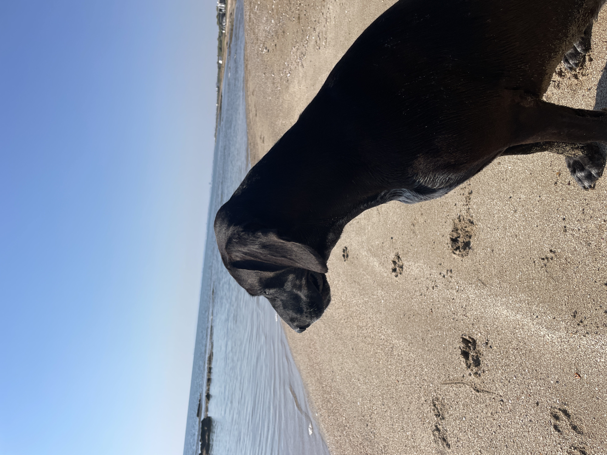 A black dog is sitting on a sandy beach, facing left and looking out at the sea. The dog is in the foreground and is mostly in focus. Its fur appears wet and slightly matted in places, suggesting it may have been in the water. Paw prints are visible in the sand around the dog. The sea is calm and blue, with a clear horizon. In the distance, there is a shoreline with some vegetation and buildings. The sky is a clear, bright blue. The scene suggests a sunny day in a coastal area. The image appears to be taken at Spathariko, Northern Cyprus.