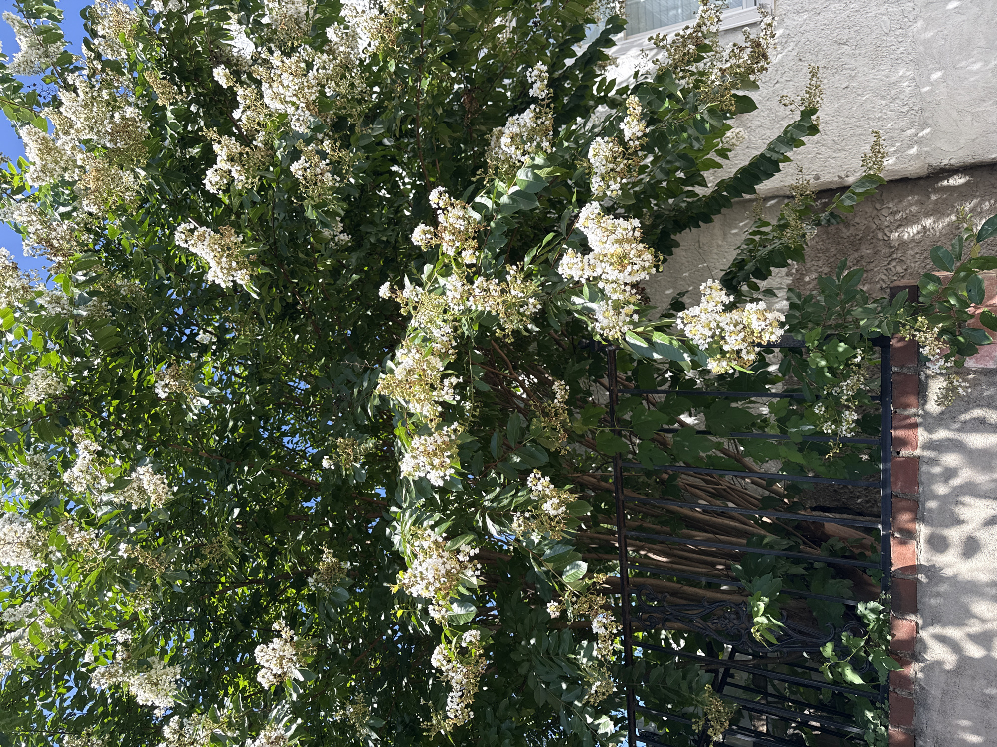 A white crape myrtle tree with clusters of white flowers is in full bloom, obscuring much of a black metal fence. The fence is situated atop a red brick wall. Behind the tree, a portion of a white building with a window is visible. The scene appears to be in a residential area, possibly Phoenixville, United States of America, given its typical appearance. The sunlight casts dappled shadows on the building and wall. No people are present in the image.