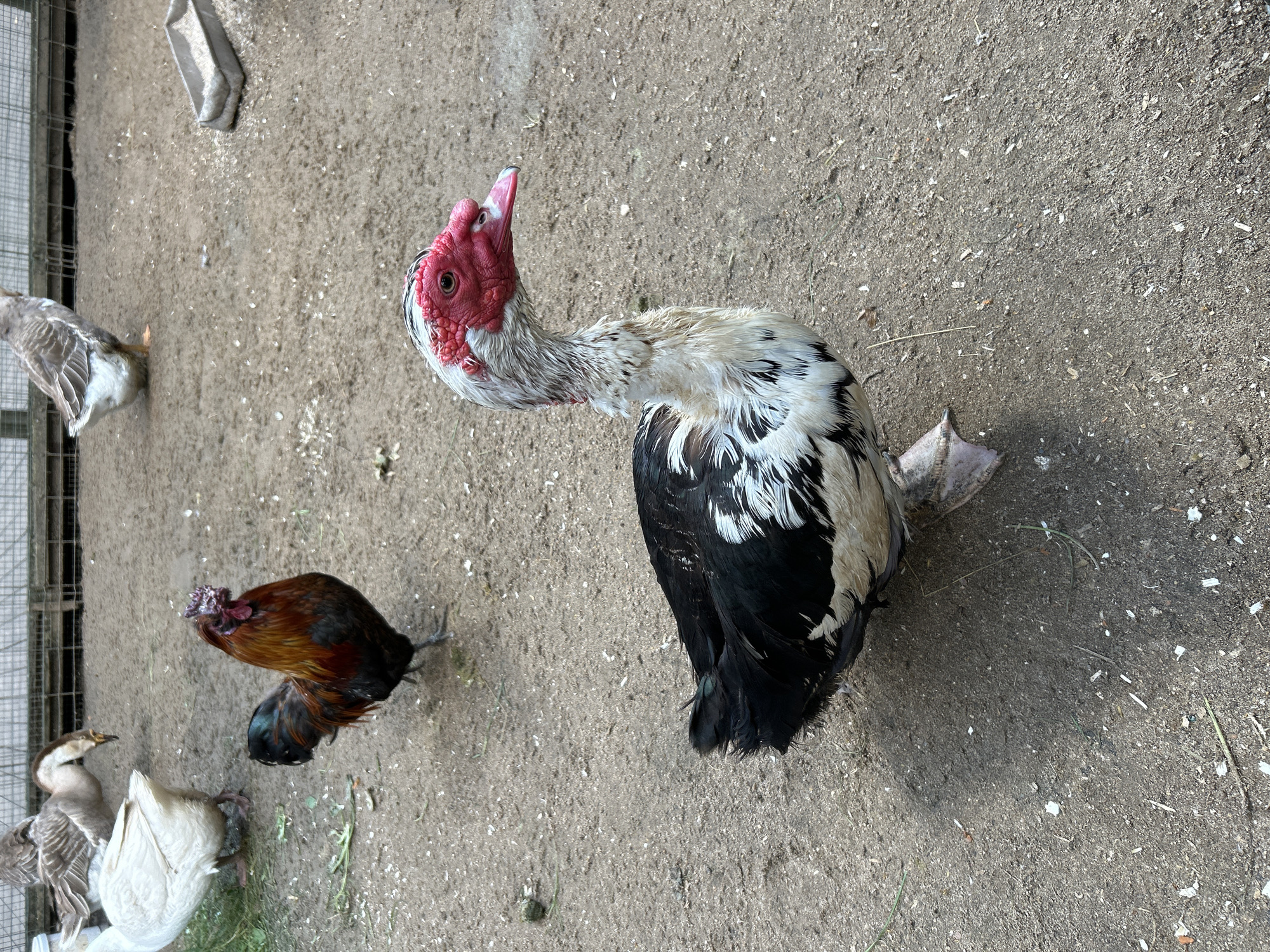 An outdoor scene depicts poultry in a dirt enclosure. In the foreground, a large duck with a red, wrinkled face and black and white plumage stands facing right. Behind it, a rooster with a red comb and iridescent dark feathers stands facing left. In the background, several geese are visible, one white goose is to the left, and two brown geese are in the upper right and center background. The ground is covered in dirt and scattered with small white debris. A weathered metal feeder is situated in the upper right portion of the frame. The environment suggests a farm or a similar agricultural setting, possibly located in Vnukovo, Russia.