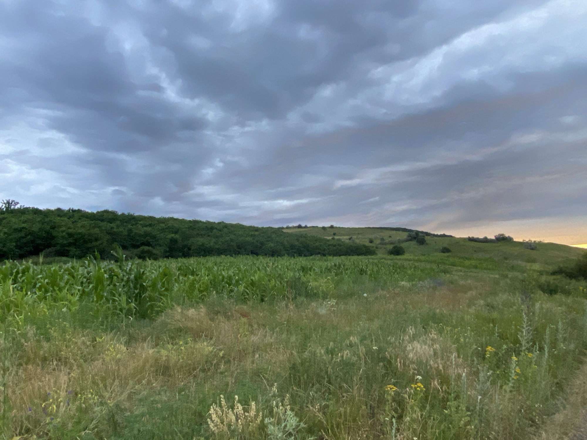 This is a horizontal, eye-level shot of a rural landscape in Horodca, Moldova, at dusk. The scene is dominated by a vast, undulating field of green corn stalks in the mid-ground, stretching from left to right. In front of the cornfield, a meadow of dry, tall grass with scattered wildflowers, mostly yellow and a few purple, creates a textured foreground. Behind the corn, a dense line of dark green trees forms a natural barrier, marking the transition to rolling, grassy hills in the background. The sky above is filled with dramatic, heavy grey clouds, tinged with hints of purple and orange near the horizon, suggesting the setting sun. There are no people or specific objects visible in the image, only the natural elements of a cultivated field, wild vegetation, and a brooding sky. The overall mood is serene and somewhat somber, evoked by the impending twilight and the overcast weather.
