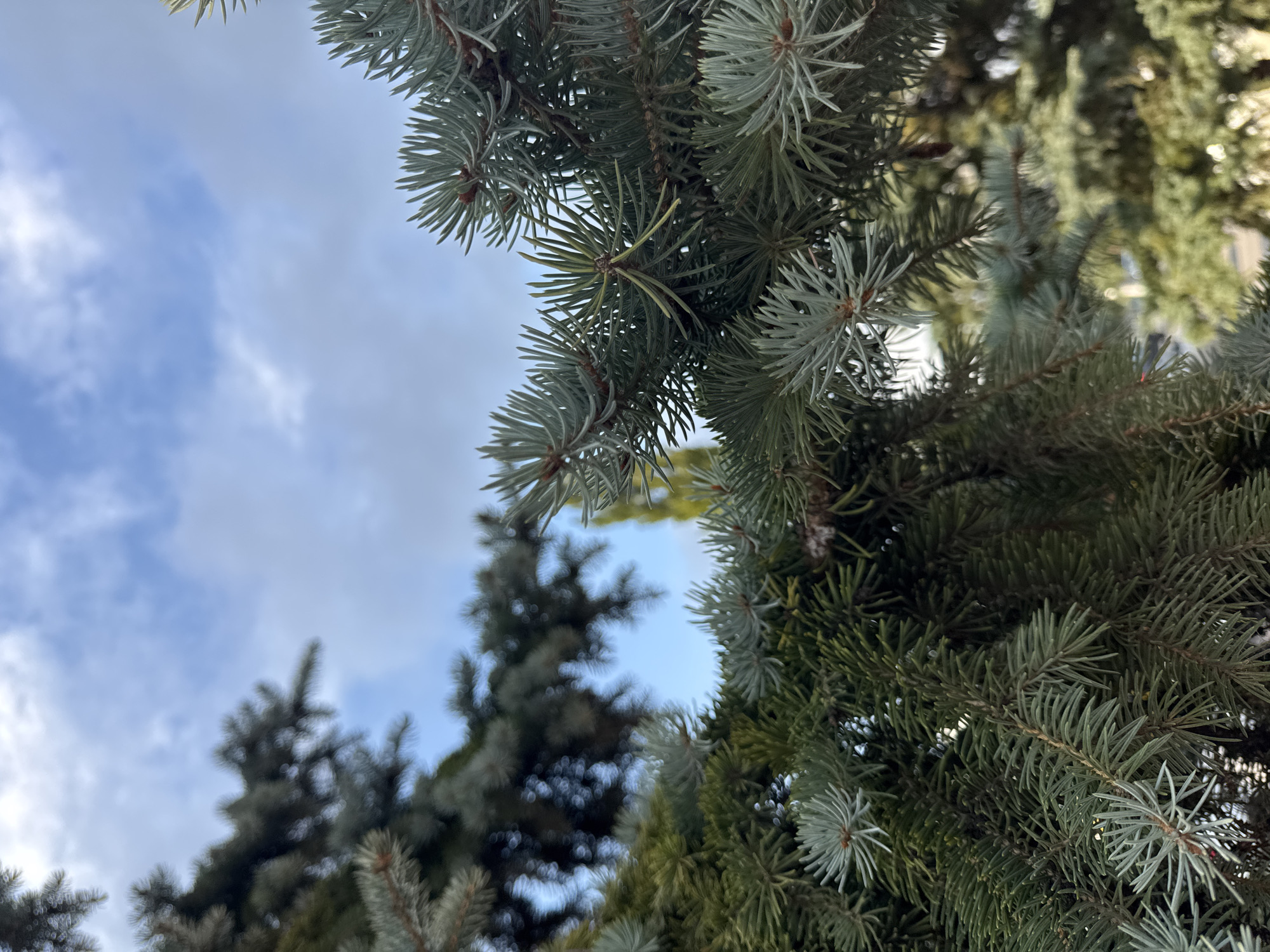 In this photograph, a close-up view of evergreen tree branches is captured against a sky with scattered clouds. The branches, featuring needles in various shades of green and blue-green, fill the foreground and mid-ground of the image. The focus is sharp on the needles and twigs in the foreground, with the background elements, including other trees and the sky, progressively blurred. A single, slender tree with light green foliage is visible in the mid-background, slightly off-center to the right. The overall impression is one of nature's textures and colors, with the intricate details of the pine needles dominating the composition. The lighting suggests it is daytime, possibly late afternoon given the quality of light. Without additional information or context, the specific location within the city of Ufa, Russia cannot be determined from the visual elements alone.