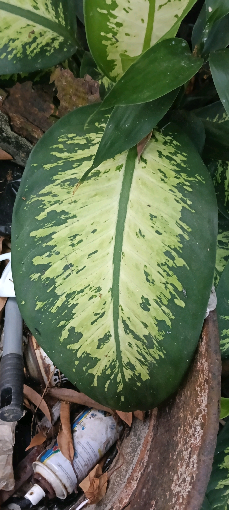 The image shows a close-up of a large, variegated leaf from a Dieffenbachia plant, with its characteristic dark green and creamy yellow patches. The leaf is the dominant feature, occupying most of the frame. Surrounding the leaf, visible at the bottom and edges of the image, are elements suggesting an outdoor setting, likely in an urban environment. These include fallen leaves, what appears to be a discarded aerosol can, and a grey cylindrical object, possibly part of a tool or household item. The background is cluttered with debris and other plant foliage. The lighting suggests it is daytime. The scene appears to be located in an area with some neglect or disarray. The specific location within Kuala Kapuas, Indonesia, cannot be determined solely from the visual information provided in this image; however, the presence of tropical vegetation aligns with the climate of Indonesia.