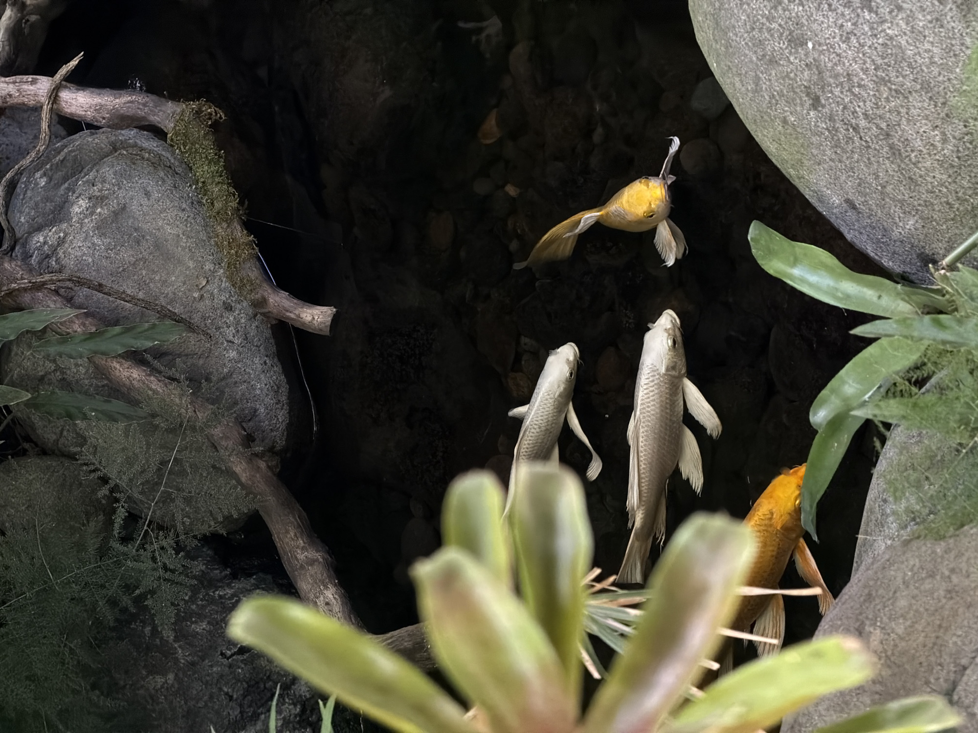 The image depicts a pond with several koi fish swimming amongst rocks and foliage. Three koi fish are visible in the water; one is gold, two are silver, and one is partially obscured orange. The pond appears to be located outdoors, with natural light illuminating the scene. The environment includes rocks covered with moss and various green plants. The overall setting suggests a tranquil, possibly landscaped, pond environment. The image does not provide conclusive evidence of its location in North Kuta, Indonesia.