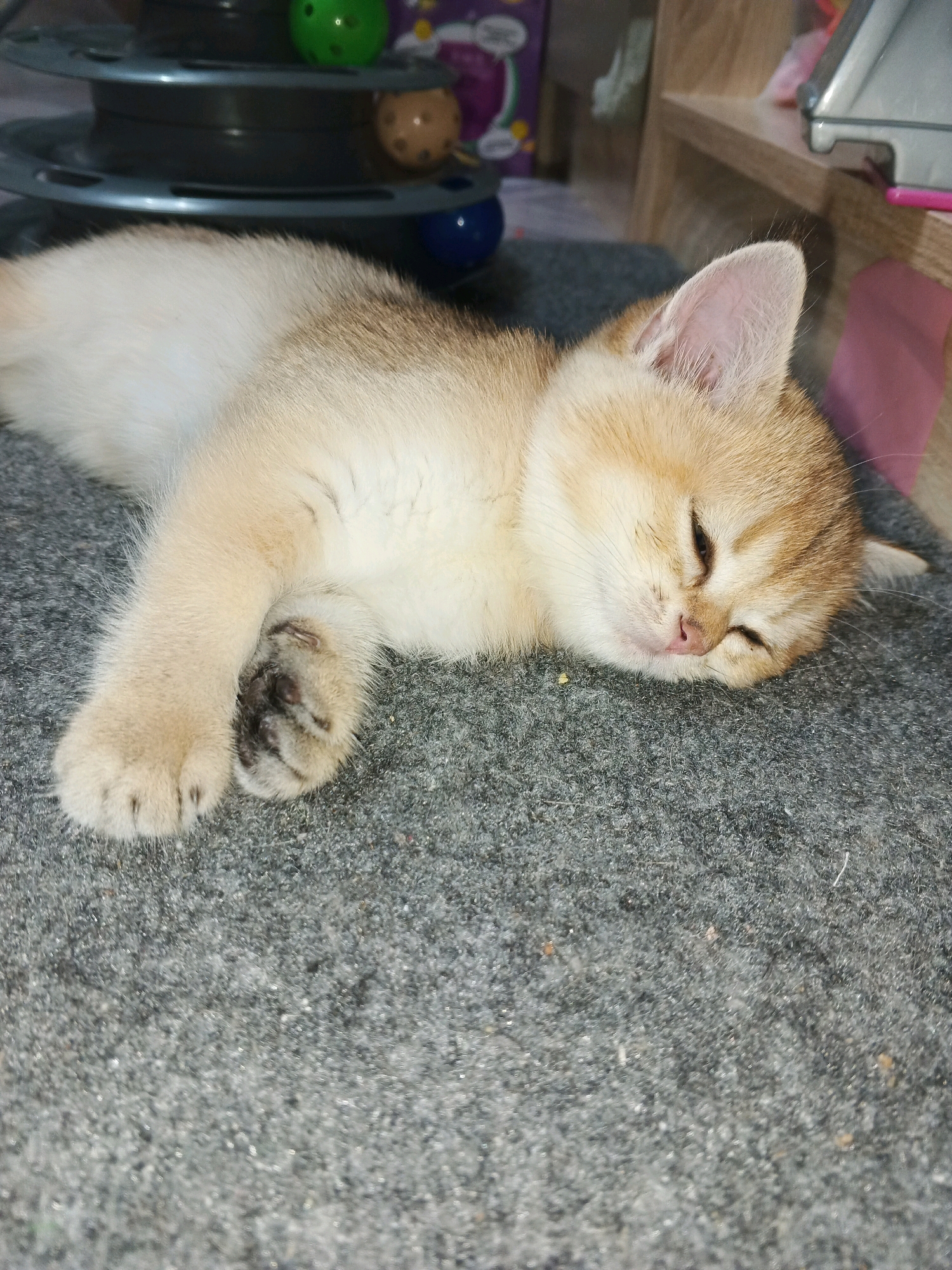 A golden-colored kitten is sleeping on a grey carpet. The kitten is lying on its side with its head resting on the carpet. Its eyes are closed, and its mouth is slightly open. The kitten's fur is short and soft, and it has a light tan color with darker brown markings on its ears and back. A toy is visible in the background, and shelves with items are also present. The scene is indoors.