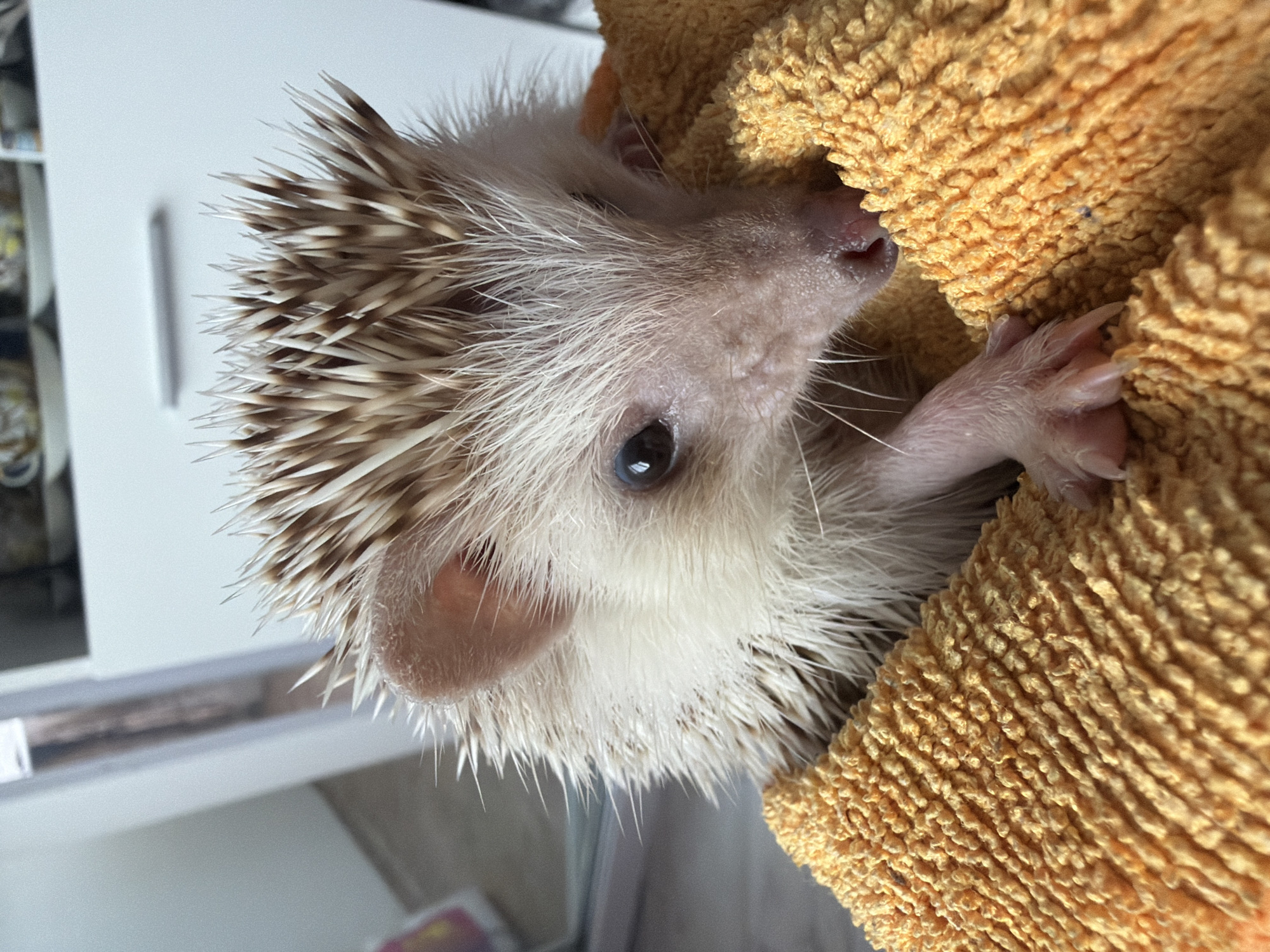 An African pygmy hedgehog is depicted in a close-up, high-angle shot, resting within an orange-yellow terry cloth towel. The hedgehog features predominantly white fur on its face, belly, and around its ears. Its quills are bicolored, displaying white bases transitioning to distinct dark brown tips, forming a spiky pattern across its back and head. The animal possesses dark, prominent eyes and a small, moist, pink nose. One slender, pink front paw, complete with small claws, is visible resting on the towel's textured surface. The hedgehog's gaze is directed slightly downward and to the viewer's right. The background is an out-of-focus indoor environment, characterized by white walls or furniture. A blurred vertical reflective element, possibly a doorframe or mirror edge, is present in the upper left. In the upper right, a white cabinet or drawer with a grey horizontal handle is visible, with indistinct objects resting on top. The lighting is soft and ambient. The scene occurs in Sofia, Bulgaria.
