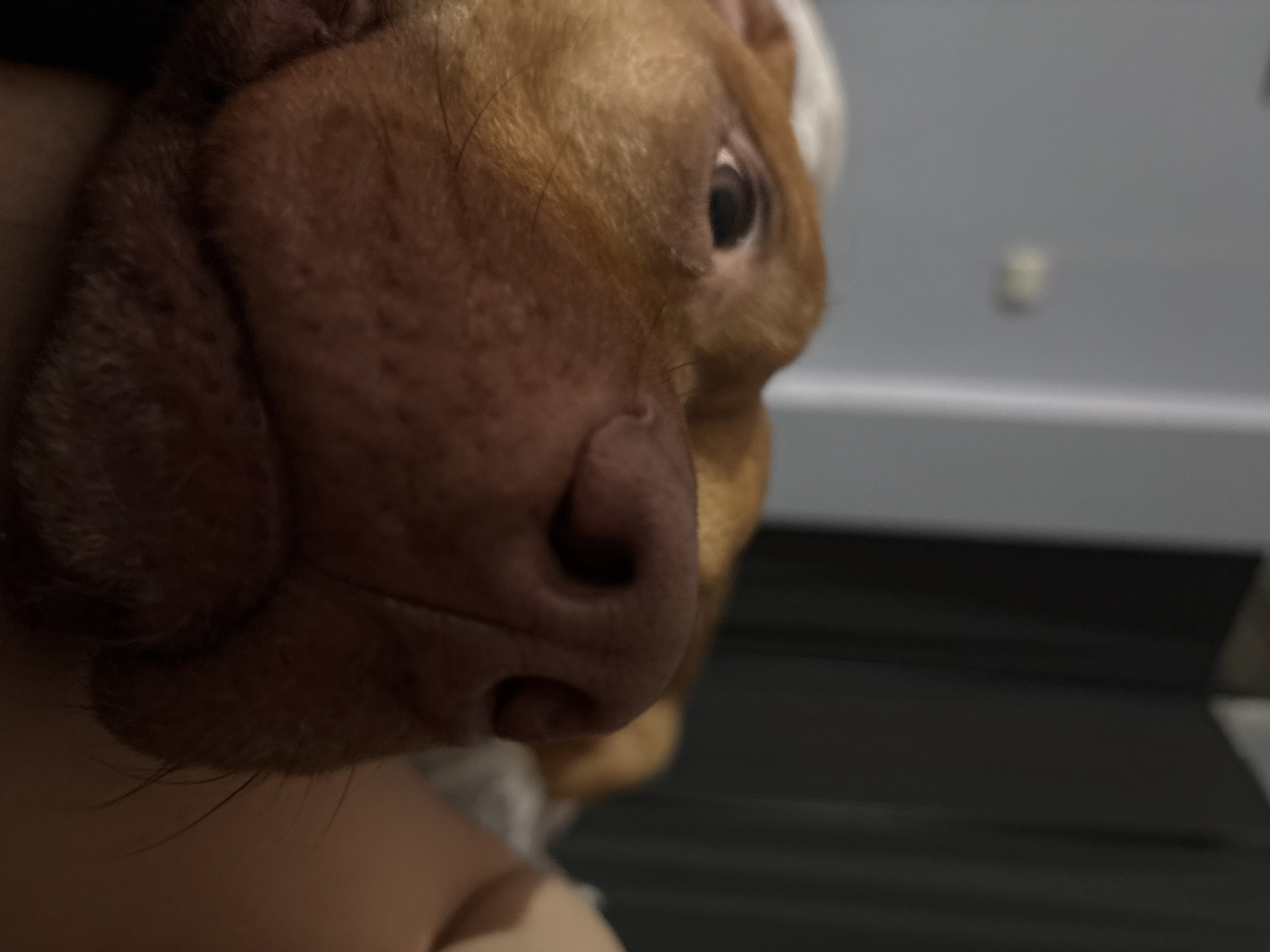 A close-up photograph captures the head of a dog, primarily focusing on its right side. The dog has short, reddish-brown fur and a prominent, wet, dark pink nose with visible nostrils. Its muzzle displays natural wrinkles and subtle skin texture. A dark, gentle eye is visible, looking towards the right side of the frame with a calm, curious expression. A patch of white fur is seen on the top right side of the dog's head.
In the bottom left corner, a small section of light-toned human skin, likely an arm or shoulder, is visible, suggesting the dog is resting on or being held by a person. The background is softly blurred, indicating a shallow depth of field. It features a light grey wall above a darker, indistinct horizontal surface, possibly part of furniture or flooring. A tiny, light-colored, out-of-focus object is faintly discernible on the grey wall. The lighting is soft and even, suggesting an indoor setting. There is no visible text in the image. While the location context is given as Sofia, Bulgaria, no specific visual cues within the image confirm this.