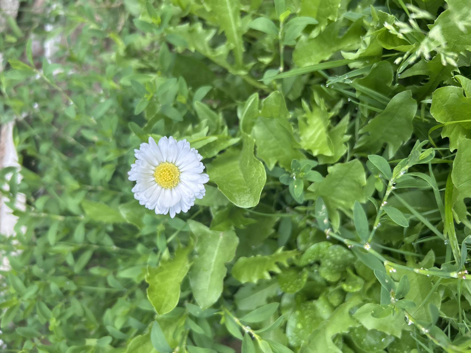 An outdoor, eye-level shot captures a single white daisy with a yellow center, positioned in the middle of the frame. The daisy is surrounded by various shades of green foliage, including broad leaves and finer, grass-like blades. The overall impression is of a natural setting, possibly a park or garden. There are no people or man-made objects visible in the immediate vicinity of the daisy. The lighting suggests it is daytime, with diffused light illuminating the scene. The location is not specified within the image.