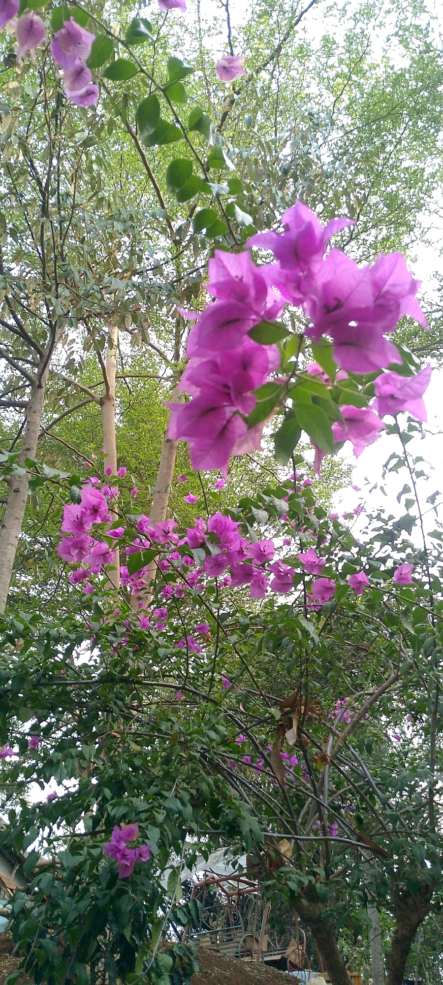The image captures a dense foliage of bougainvillea plants with vibrant purple bracts, creating a colorful display against a backdrop of lush green leaves and slender tree trunks. The scene appears to be an outdoor setting, possibly a garden or a natural area, with the dappled sunlight suggesting it is daytime. In the lower right corner, hints of a rustic structure or seating area can be observed, suggesting human presence or a cultivated space. The overall impression is one of natural beauty and tranquility. The presence of bougainvillea, common in tropical and subtropical regions, suggests a location with a warm climate. While the exact location is not identifiable from the image alone, the description "city of Bandung City, Indonesia" suggests this scene is situated within that urban area.