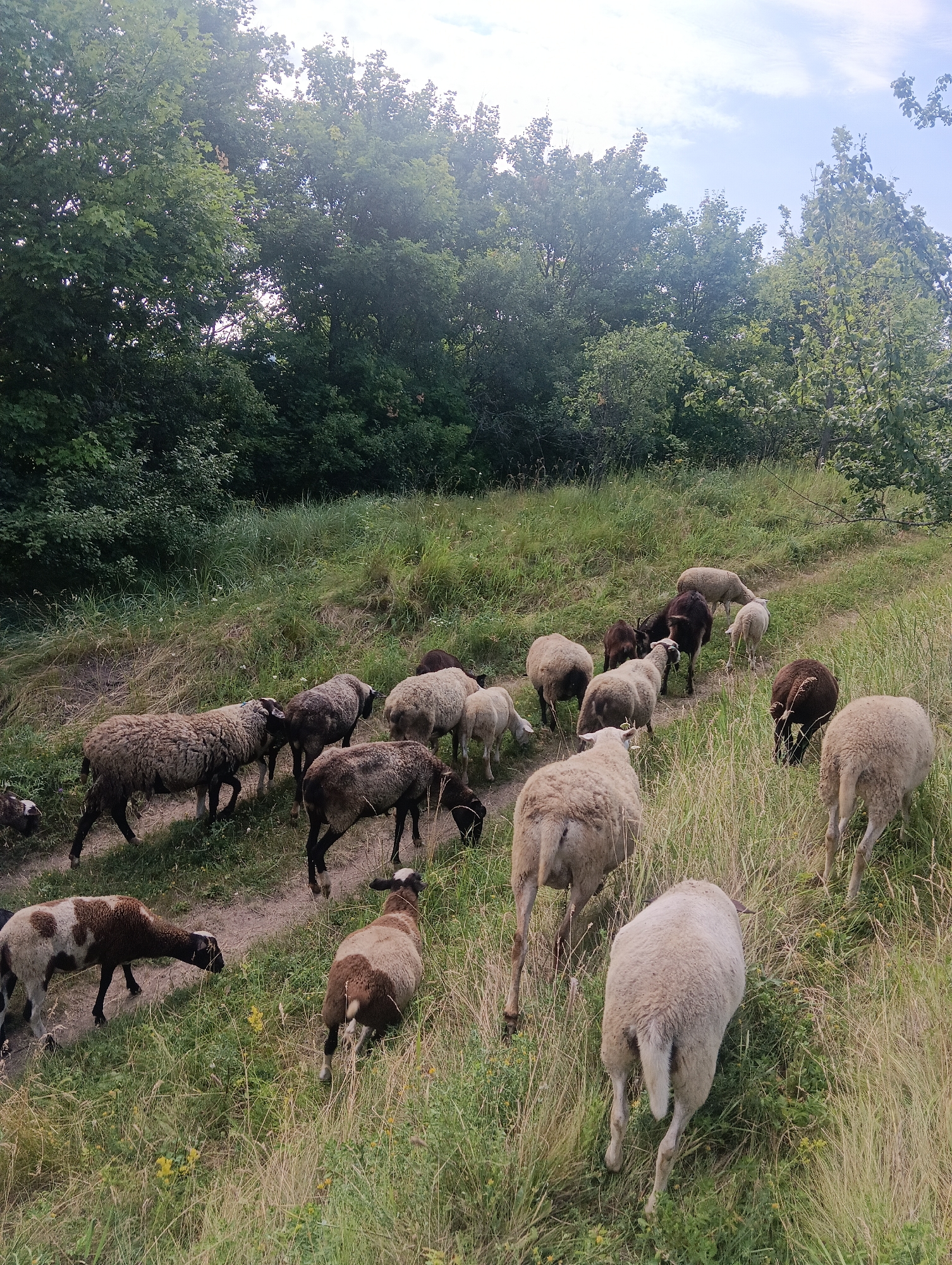 A flock of sheep graze on a grassy hillside under a partly cloudy sky. The sheep are of various colors, including white, brown, and black. Some of the sheep are facing the viewer, while others are grazing with their heads down. The hillside is covered in tall grass and wildflowers. In the background, there is a dense line of trees. The lighting suggests it is daytime, possibly late afternoon due to the soft sunlight filtering through the trees. The scene is natural and pastoral, with no signs of human structures or infrastructure. The location is rural, with no identifiable urban elements.
