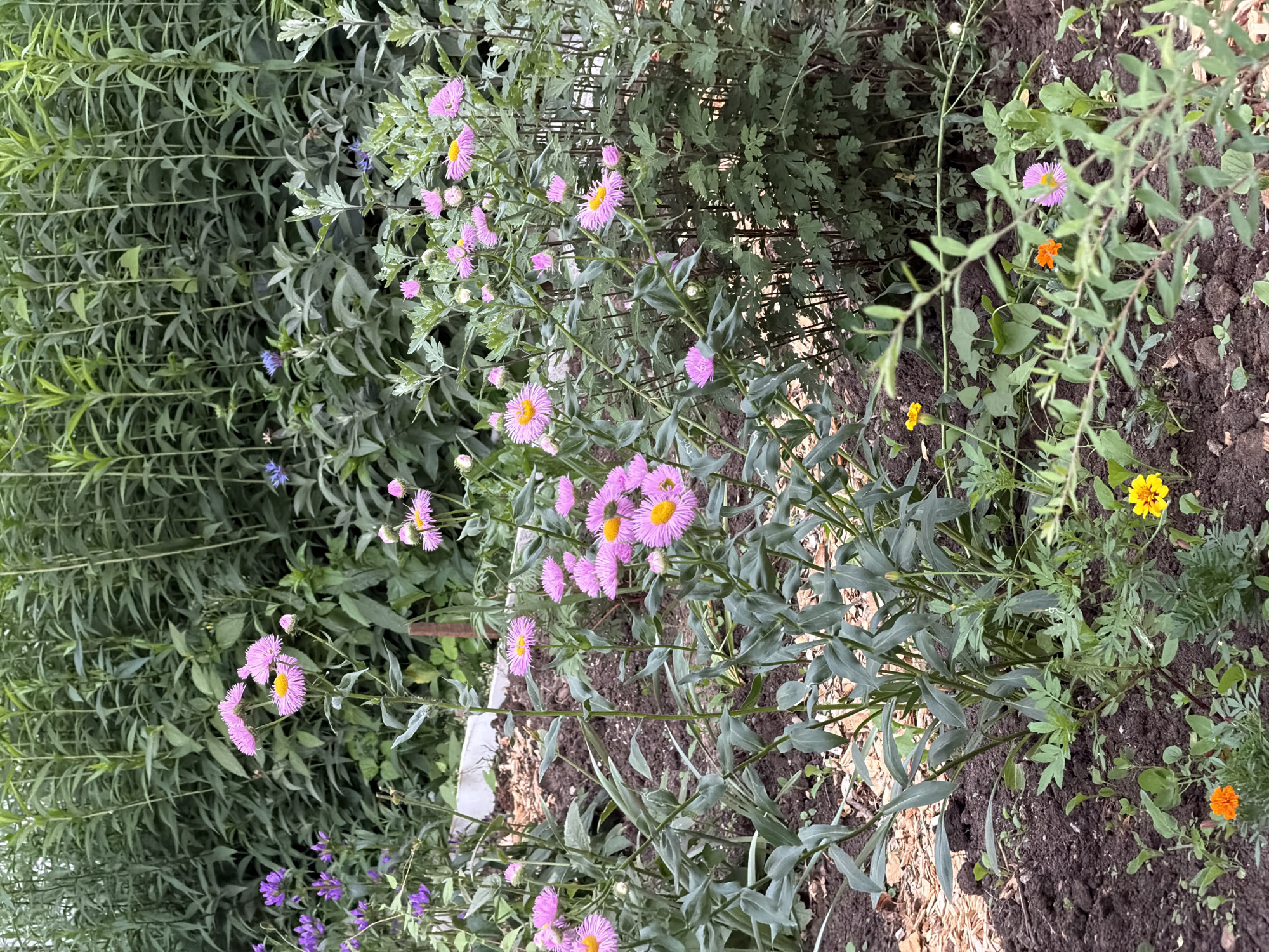 A medium shot captures a vibrant garden bed teeming with a variety of flowers and foliage. The dominant subjects are numerous small, daisy-like flowers with delicate pink petals and bright yellow centers, clustered on thin green stems. These flowers are interspersed with broader, grey-green leaves. In the background, taller, slender green plants with elongated leaves create a dense, wall-like backdrop.
Scattered among the main flowers are a few other colorful blossoms: a small orange flower with a spiky appearance, a single bright yellow flower with ruffled petals, and a few tiny blue flowers, adding pops of contrasting color. The ground is composed of dark soil, with some areas showing scattered wood chips. The overall scene is one of natural beauty and abundant growth, suggesting a warm day outdoors.
The image is oriented vertically, with the flowers and foliage filling the frame. The lighting appears natural, indicating it was taken during daylight hours, though no specific time of day can be determined. There are no people or animals visible, and no text is present in the image. The setting is a garden, likely in a residential or public green space, possibly in Chaikovsky, Russia, as per the location context. The activity is simply the visual documentation of a thriving garden.