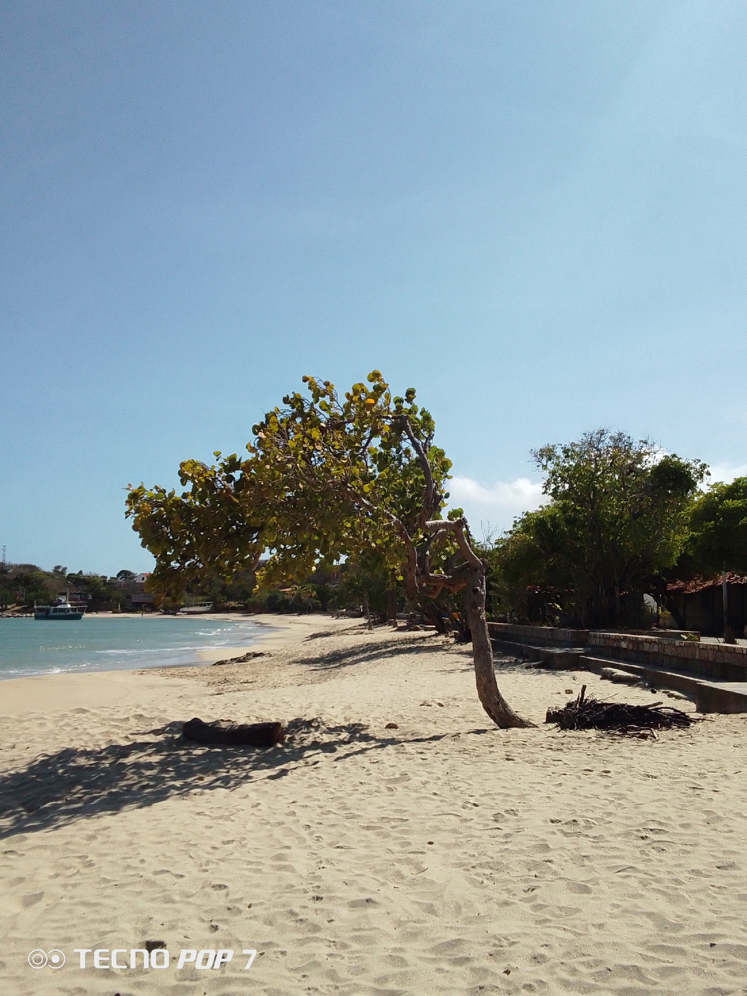The image shows a beach scene in Pedro González, Venezuela, under a clear, blue sky. The foreground is dominated by light-colored sand with scattered footprints and shadows. A bent, mature tree with green and yellow leaves grows from the sand. A pile of dry wood lies beside the tree's base. The beach slopes down to the water, where gentle waves meet the shore. In the distance, there is a small boat on the water, and land is visible with houses. To the right, the beach is bordered by a concrete retaining wall, with green trees and the roof of a building behind it. A mobile phone’s watermark is visible in the bottom left corner of the image.