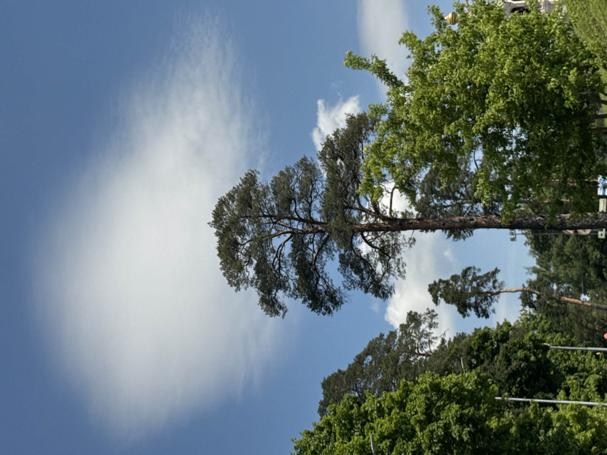 The image, taken with a vertical orientation and rotated 90 degrees clockwise, captures an upward view of a bright blue sky partially covered by white clouds and dense tree foliage. The scene appears to be outdoors on a clear, sunny day, likely during late morning or early afternoon.
Dominating the central and right portions of the frame are several tall trees. A prominent, slender pine tree with dark, gnarled branches and green needles stretches diagonally across the mid-ground, extending from the bottom right towards the upper left. Its distinctive silhouette stands out against the lighter sky. Below and to the right of this pine, other deciduous trees with lush green leaves form a dense canopy. Further up and to the right, more trees and foliage are visible, along with a glimpse of what appears to be part of a structure, possibly a golden-colored architectural element or dome, peeking through the leaves in the upper right corner. In the bottom right corner, some indistinct metallic poles or structures can be seen amidst the greenery.
The left side of the image is largely open sky, transitioning from a light blue with wispy clouds to a deeper blue towards the top. The clouds range from thin, scattered wisps to more defined, fluffy white formations, indicating fair weather. No people or visible text are present in the image. The setting suggests a natural or park-like environment within an urban area, consistent with the location context of Moscow, Russia.