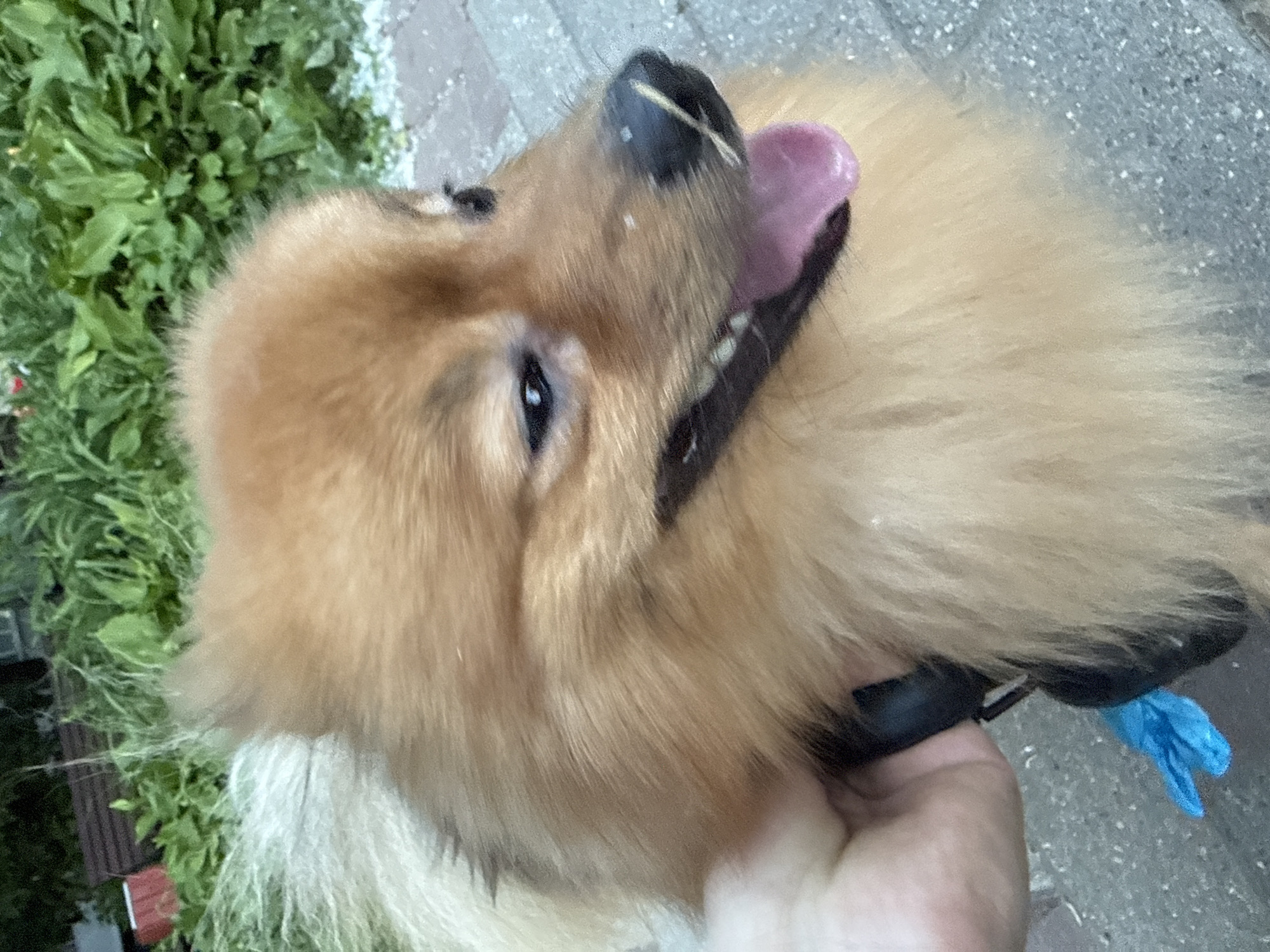 A close-up, rotated portrait captures a fluffy, light brown dog, likely a Pomeranian or similar Spitz breed, looking upwards. The dog's pink tongue is extended, suggesting panting or a momentary lick, and one dark, alert eye is visible. A dark harness or collar encircles its neck and chest, and a light-skinned human hand is holding a part of this equipment, possibly a leash. A bright blue plastic bag, likely a waste bag, is attached to the harness or leash near the hand.
The background on the left and top features lush green foliage, consistent with bushes or plants in an outdoor setting. To the right and bottom, a grey paved surface, resembling a sidewalk or pathway, is visible. The lighting appears soft and even, indicating daytime, possibly during the late afternoon or early evening. The image captures a casual moment during an outdoor stroll. No text is visible in the image. This scene takes place in Moscow, Russia.
